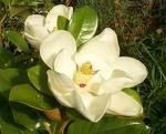 Magnolia grandiflora 5L 40/60