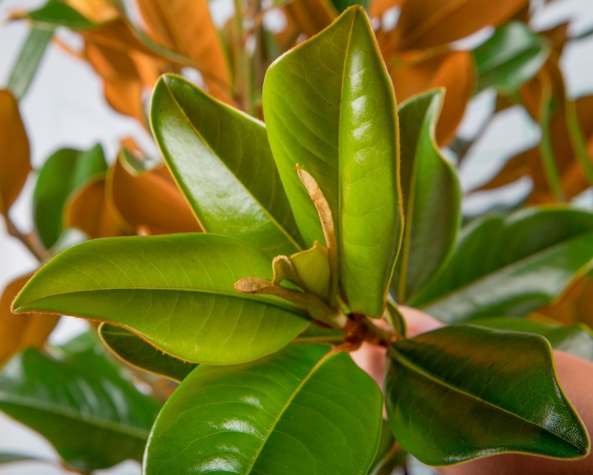 Magnolia grandiflora 3.5L 50/60