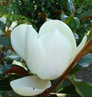 Magnolia grandiflora "Galissoniensis"  10L Ht 130/140  175/200