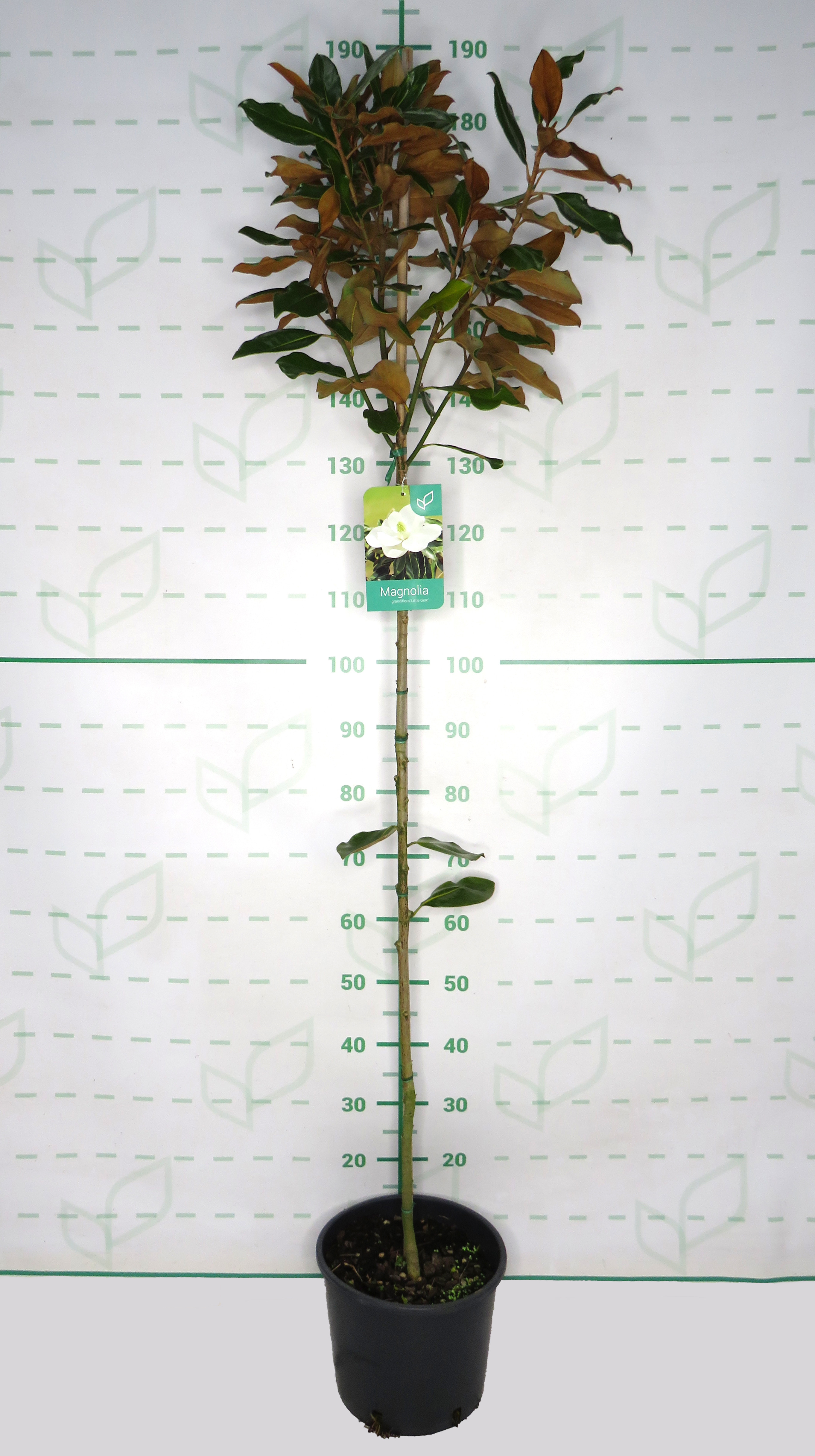 Magnolia grandiflora "Little Gem" 10L Ht 90/110 150/160