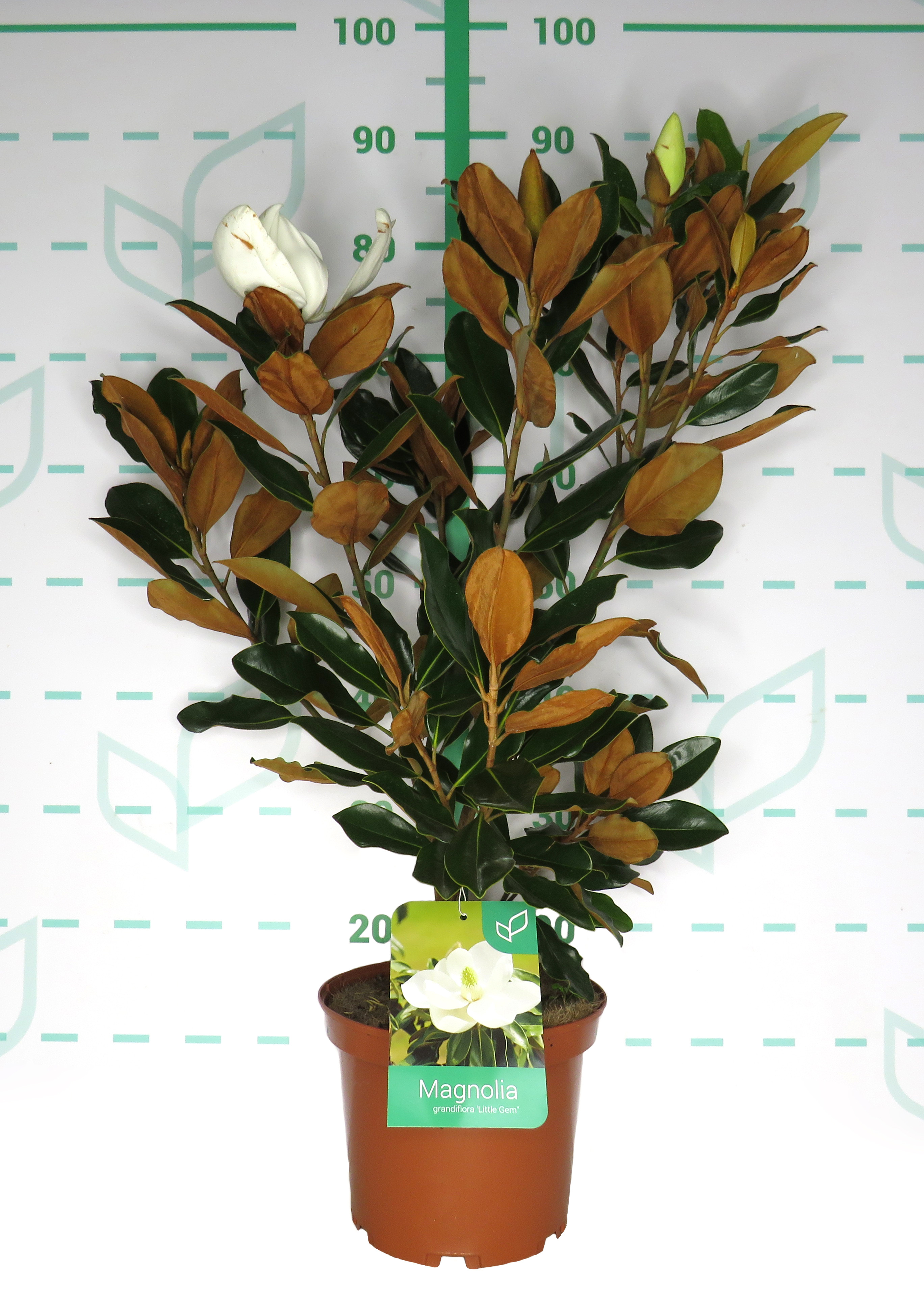 Magnolia grandiflora "Little Gem" 5L 50/70