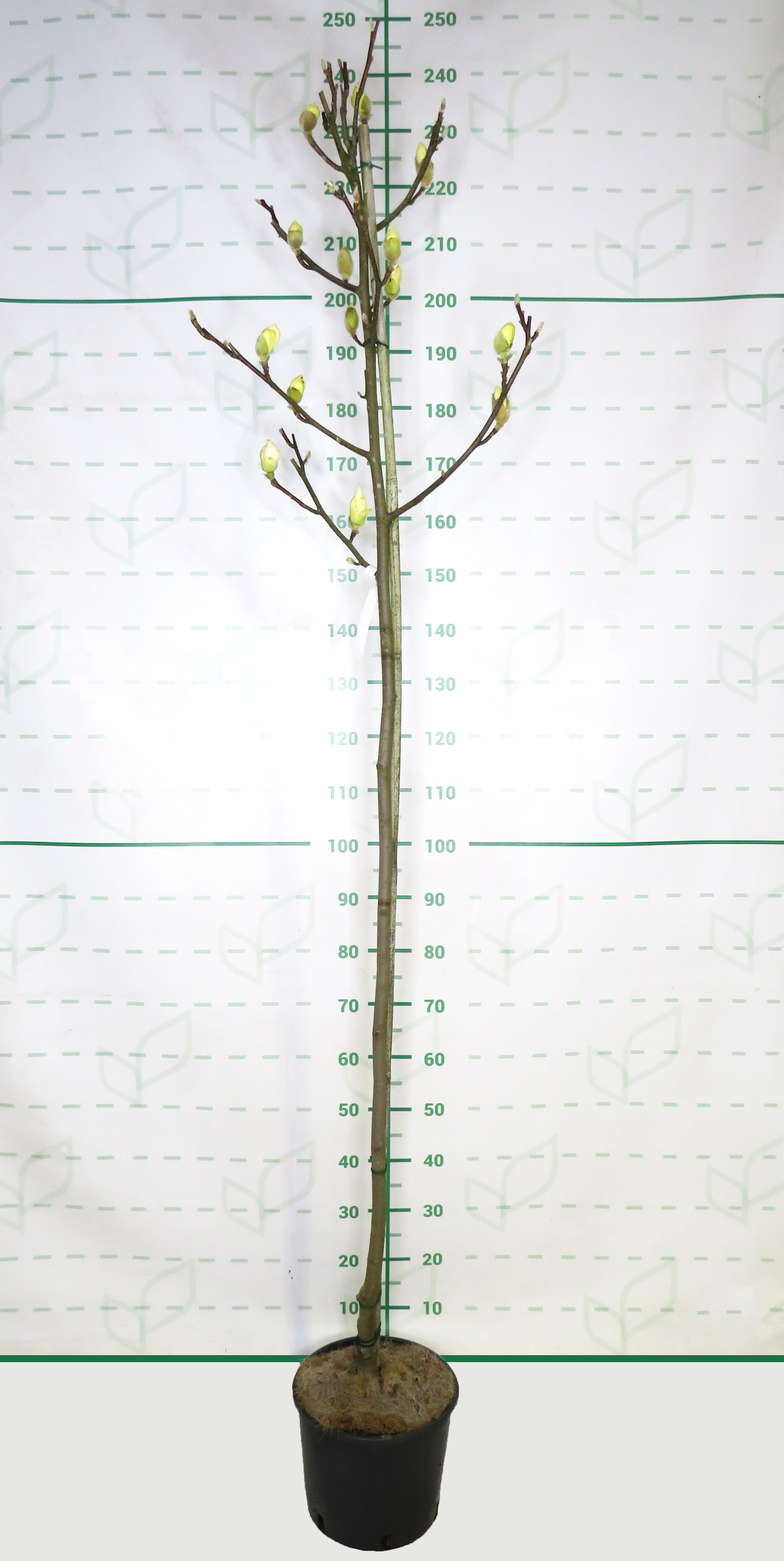 Magnolia "Jade Lamp" 10L Ht 120/130 190/200