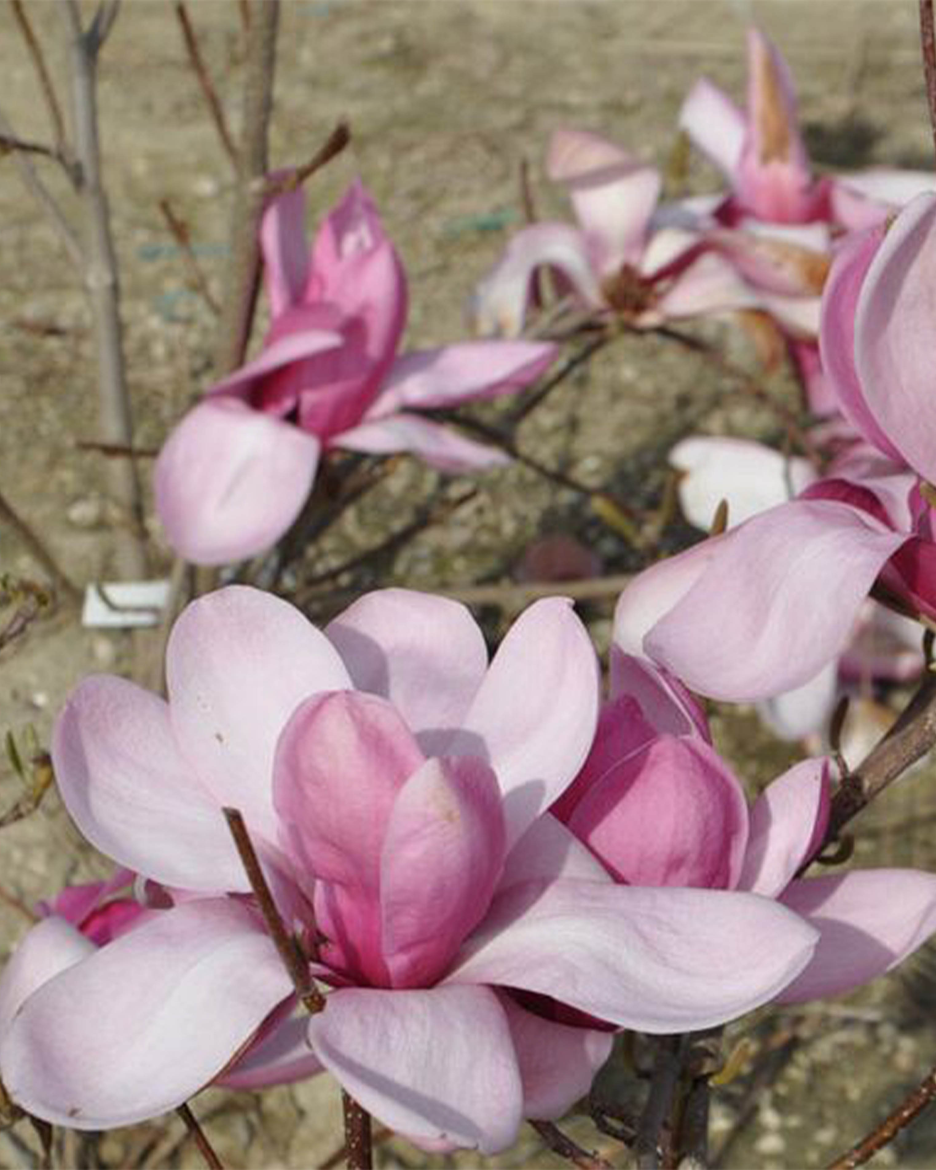 Magnolia "Jaeko" 7.5L 70/90 Injertada