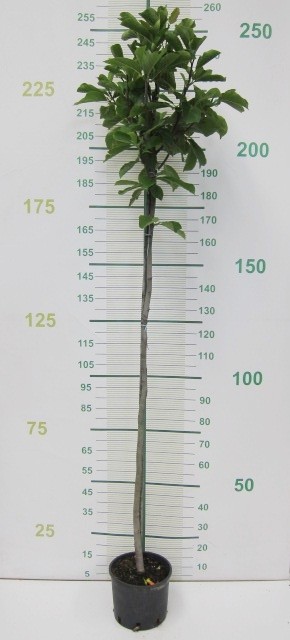 Magnolia kobus 10L Ht 130/140 200/220 Ø6-8