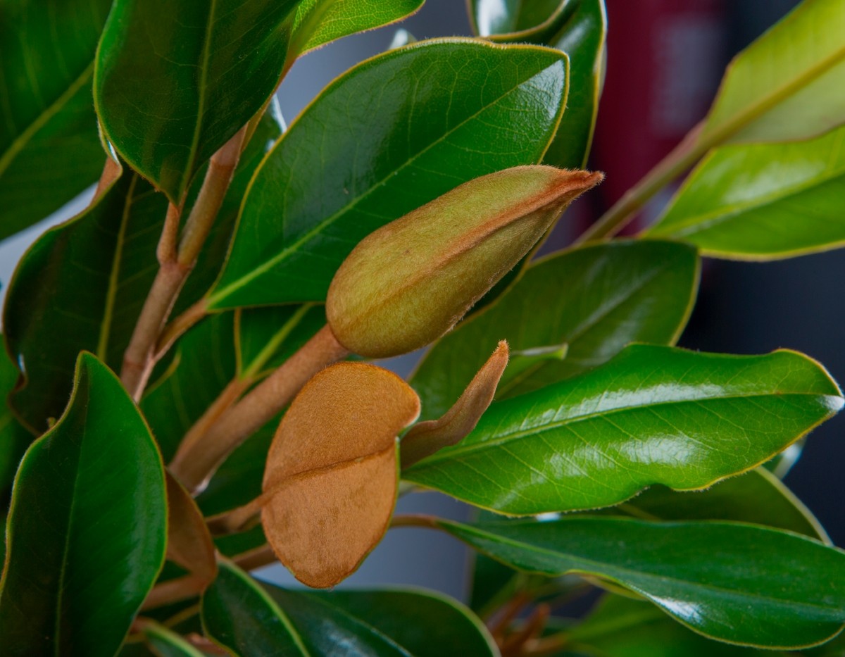 Magnolia grandiflora "Little Gem" 14L Cuadadra Ht 90/100 120/140