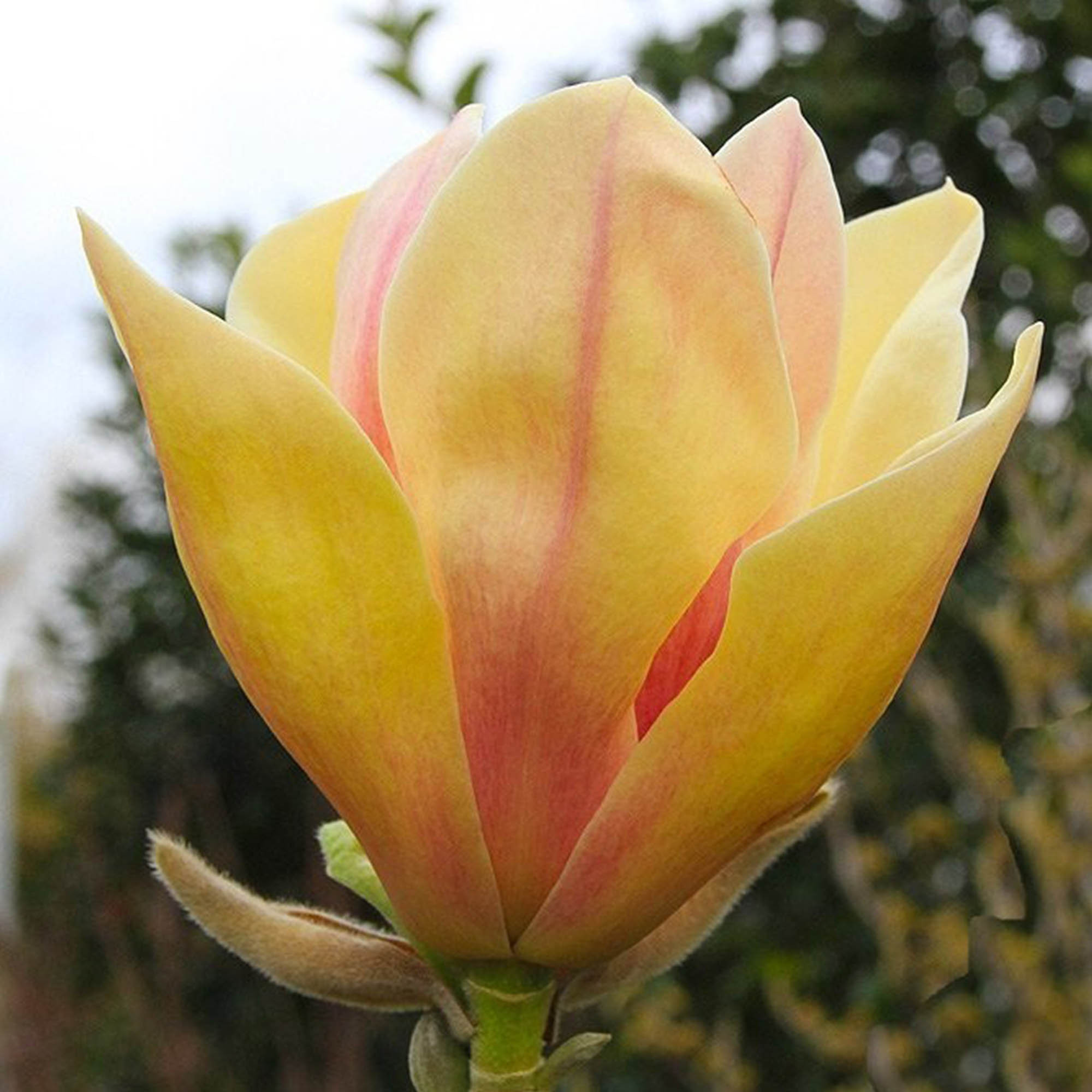 Magnolia "Sunsation" 7.5L 100/120 Injertada