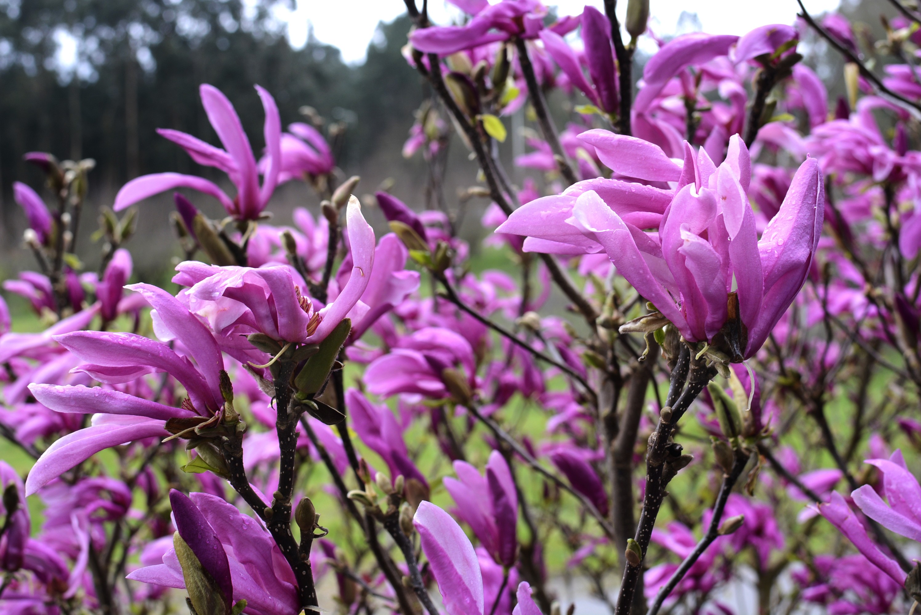 Magnolia caduca 10L 90/110 