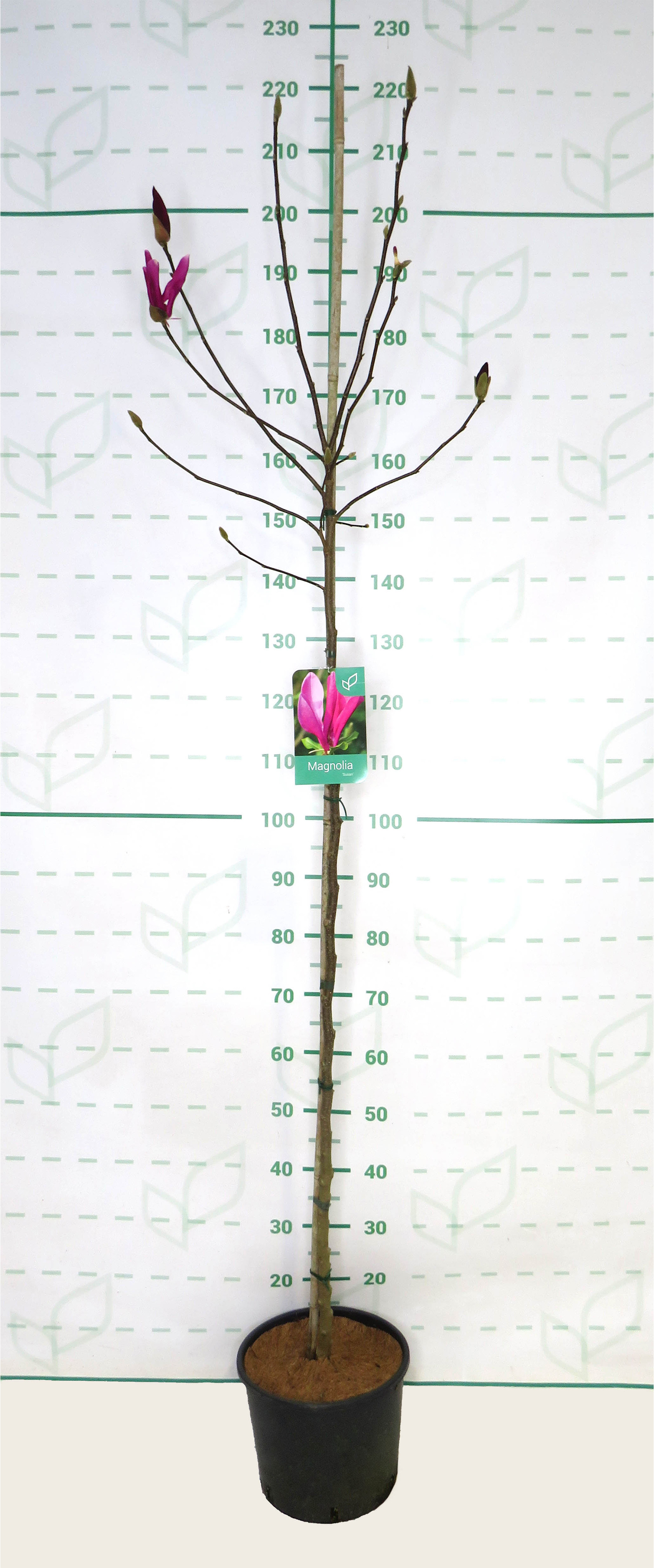 Magnolia "Susan" 10L Ht 110/120 160/190