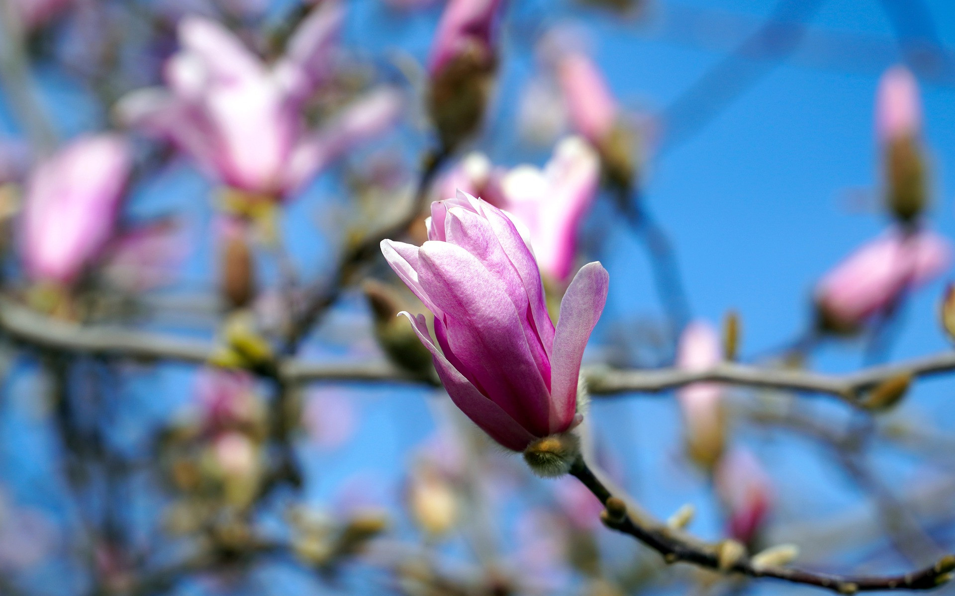 Magnolia caduca 35L 175/200