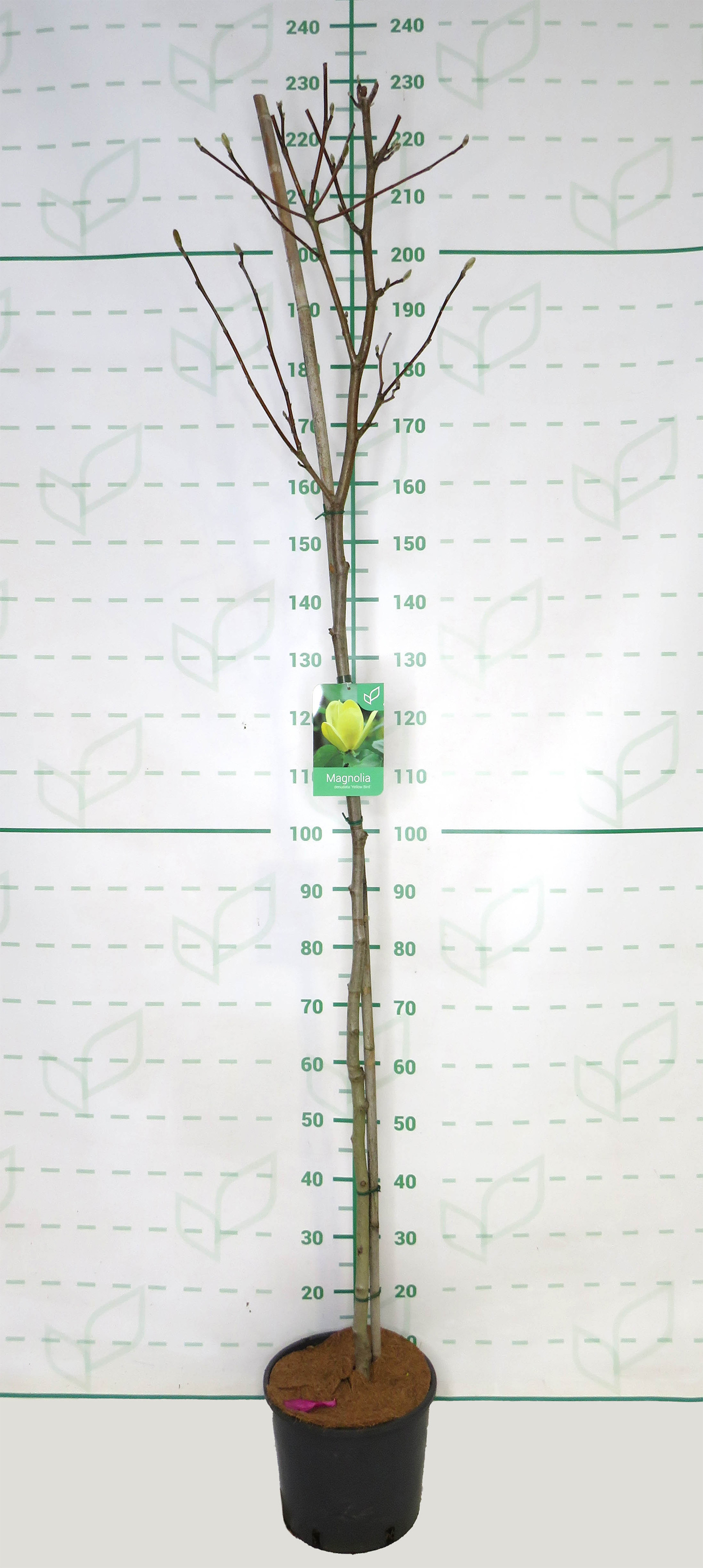 Magnolia "Yellow Bird" 10L Ht 120/130 175/200 
