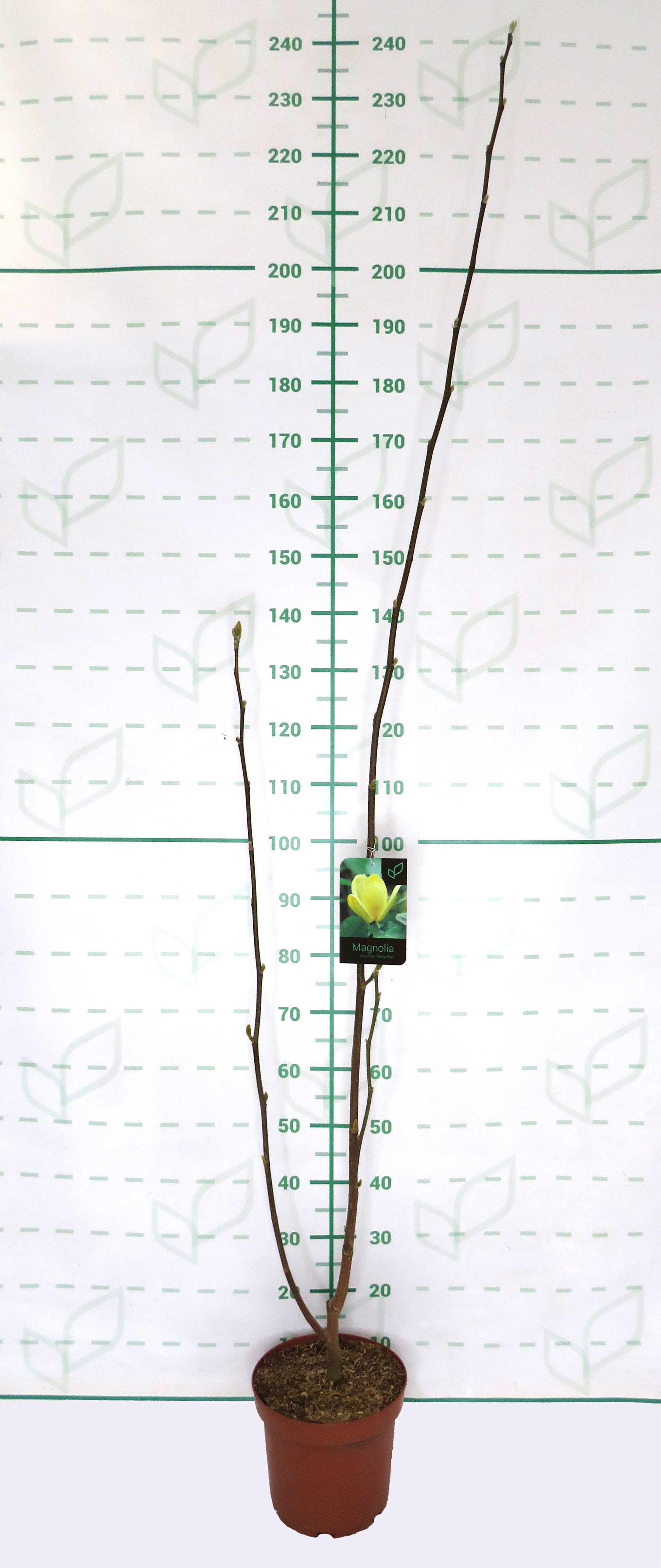 Magnolia "Yellow Bird" 7.5L 160/180  Injertada