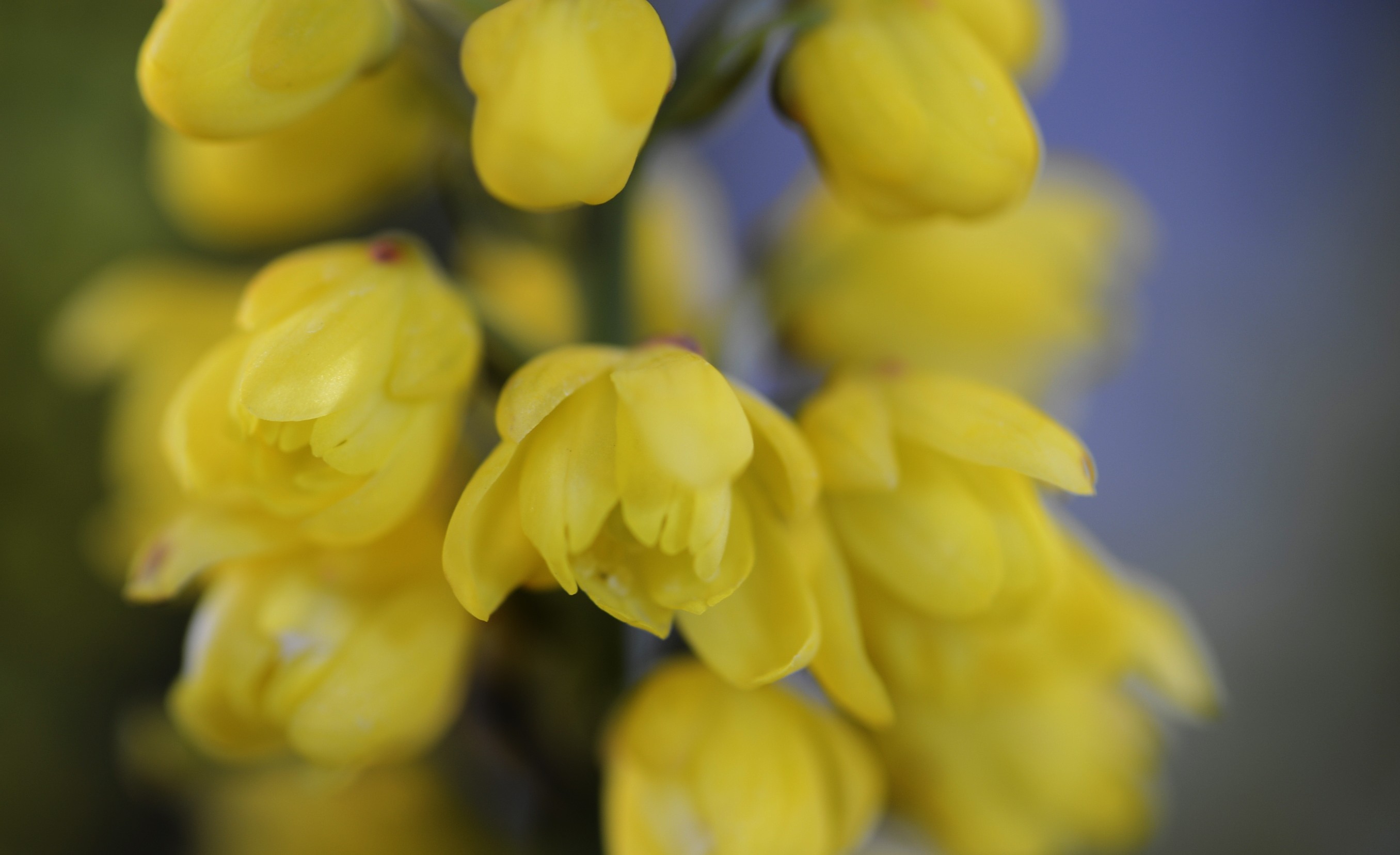 Mahonia confusa "Nara Hiri" 6L 30/40