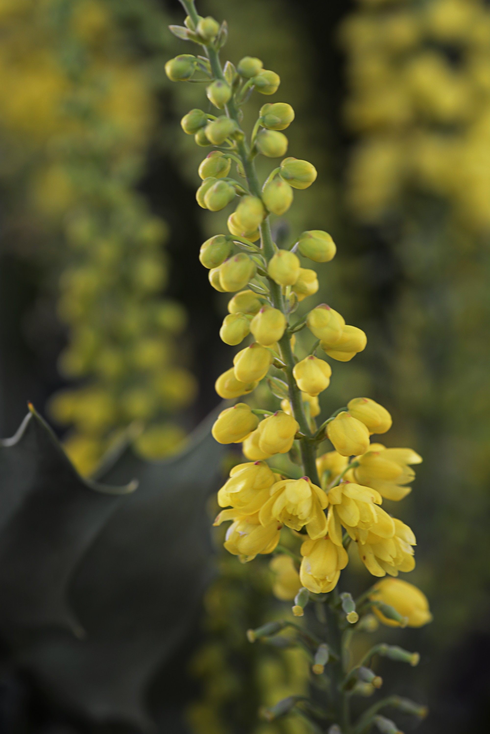 Mahonia confusa "Nara Hiri" 3L 20/25