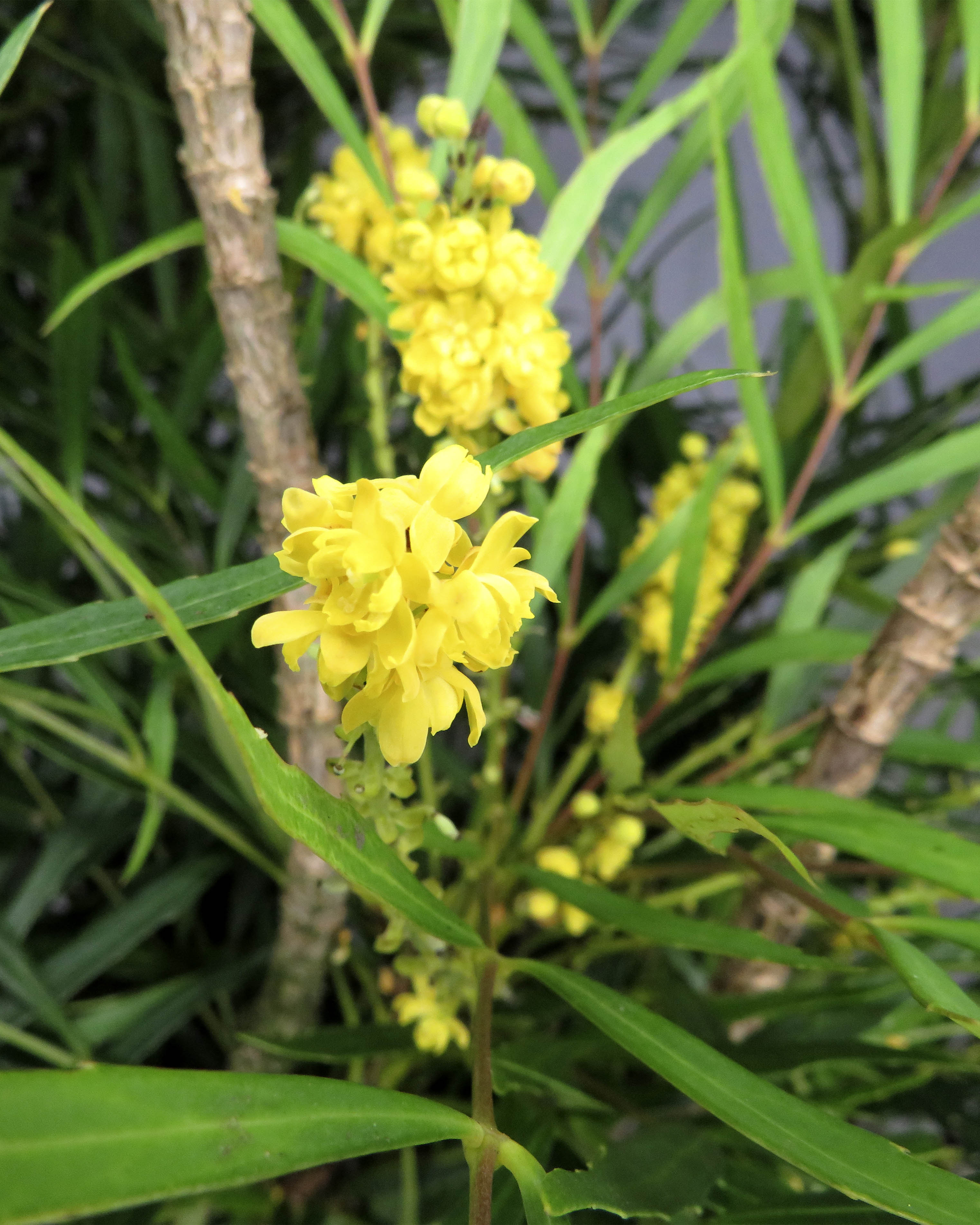 Mahonia eurybracteata "Soft Caress" ® 25L 40/50