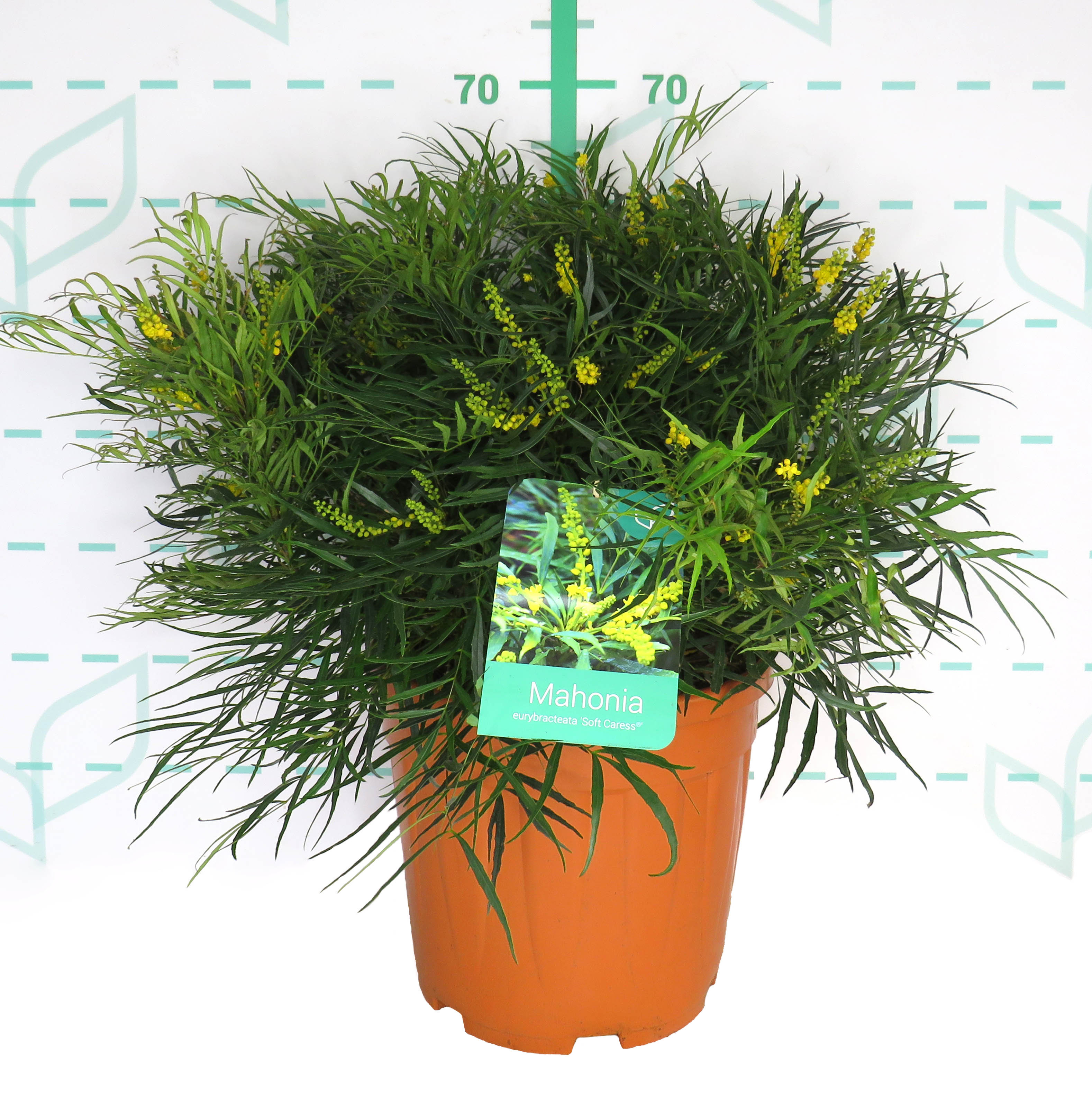 Mahonia eurybracteata ® 15L Deco 50/70 "Soft Caress"