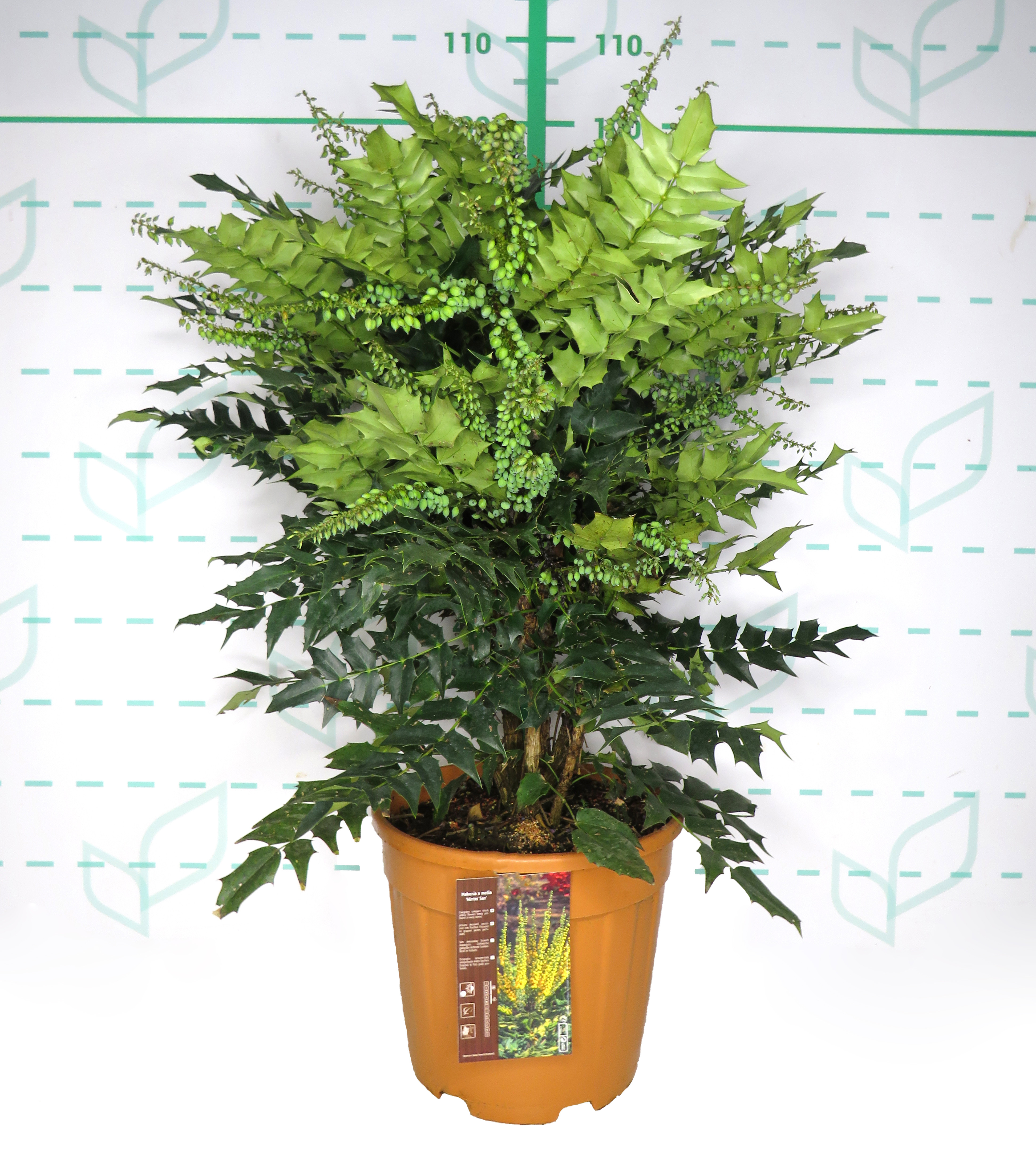 Mahonia media "Winter Sun" 15L 70/90