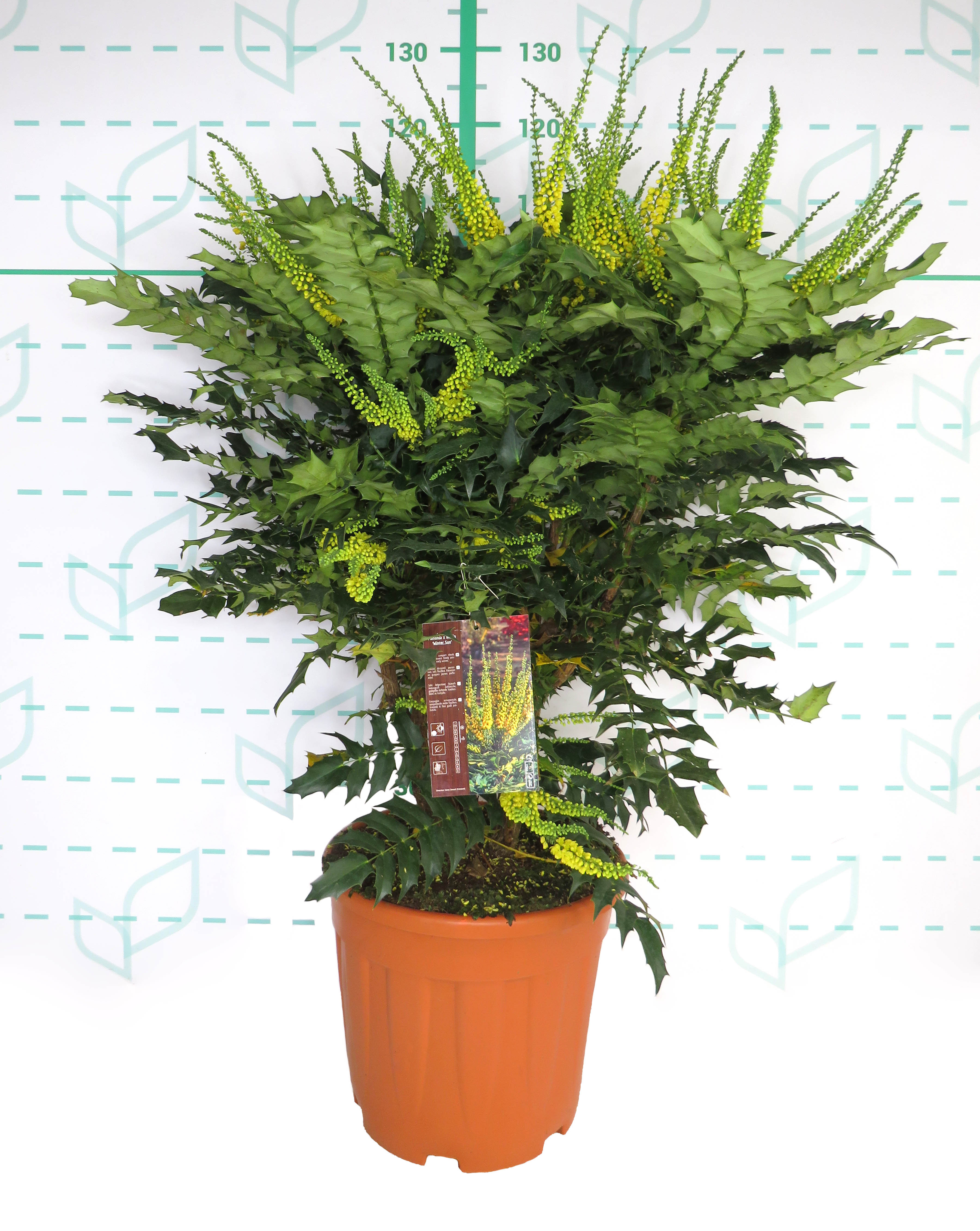 Mahonia media "Winter Sun" 20L Deco 60/80