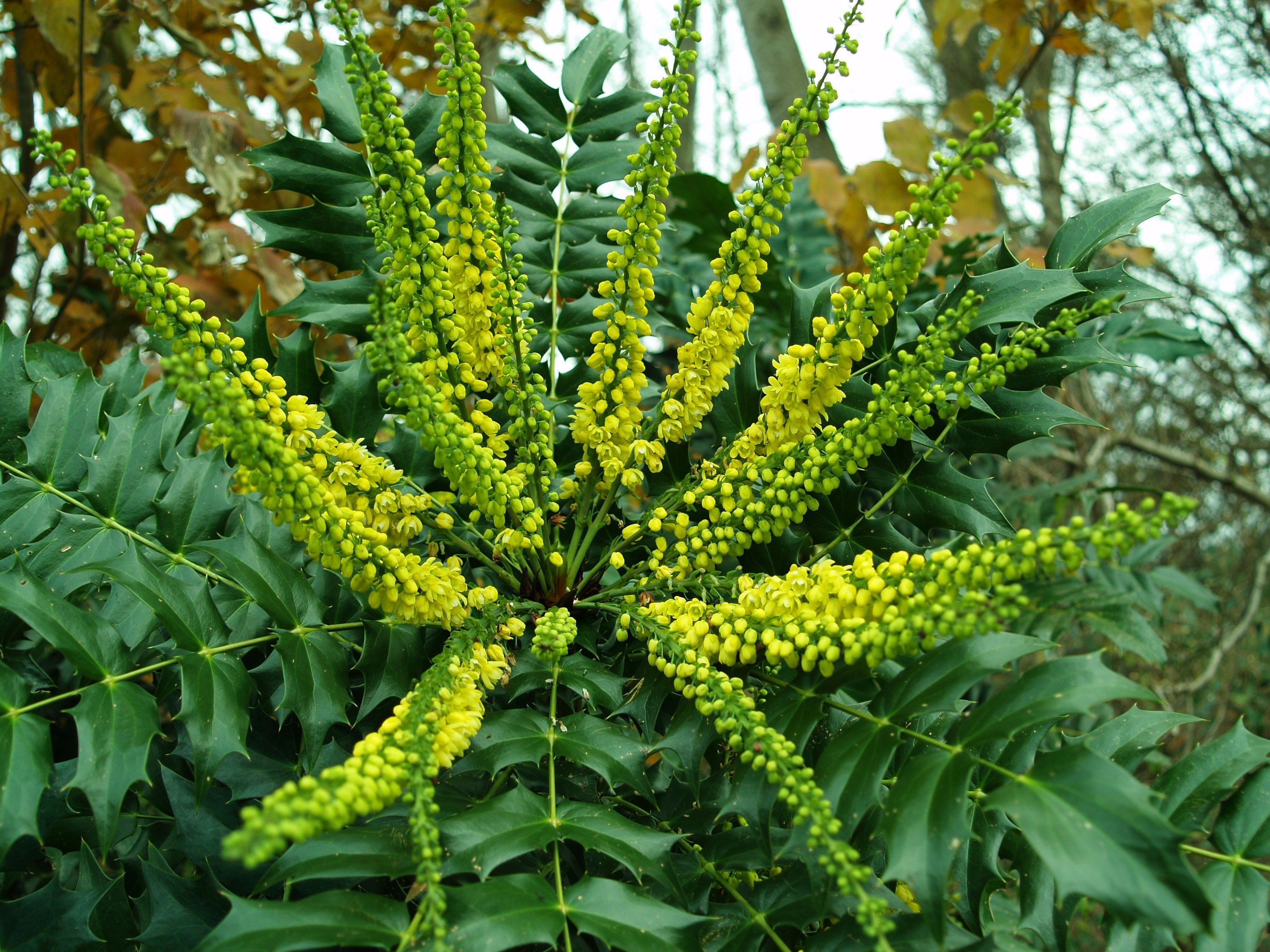 Mahonia media "Winter Sun" 3L 30/40