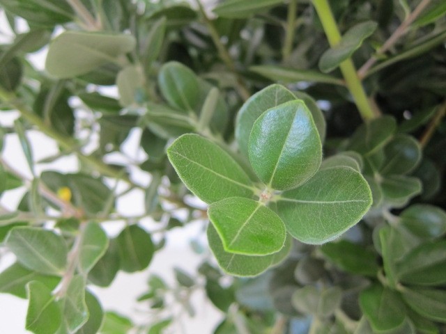 Metrosideros excelsea 10L 50/60