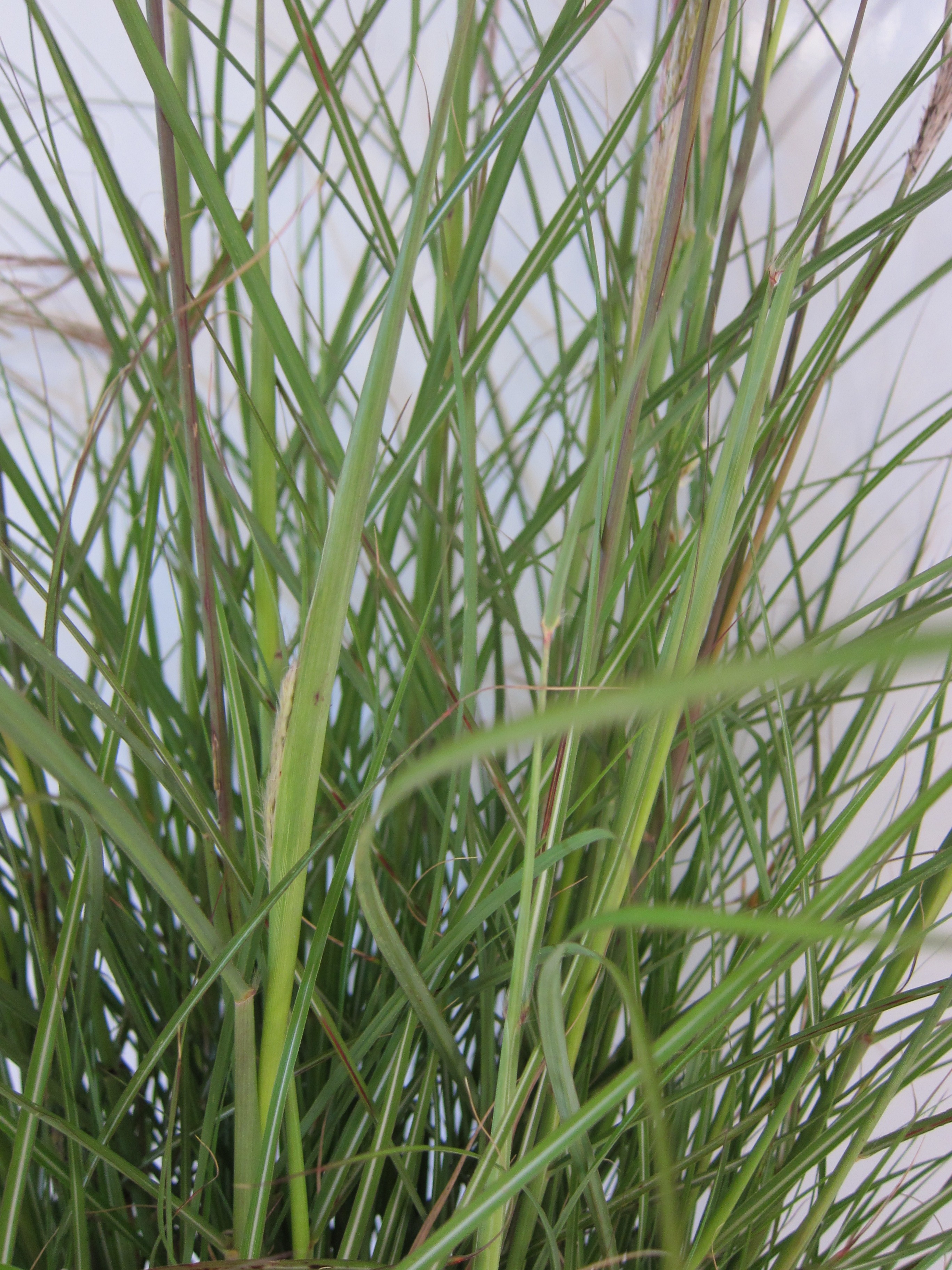 Miscanthus sinensis "Adagio"  2.5L R/C 30/40