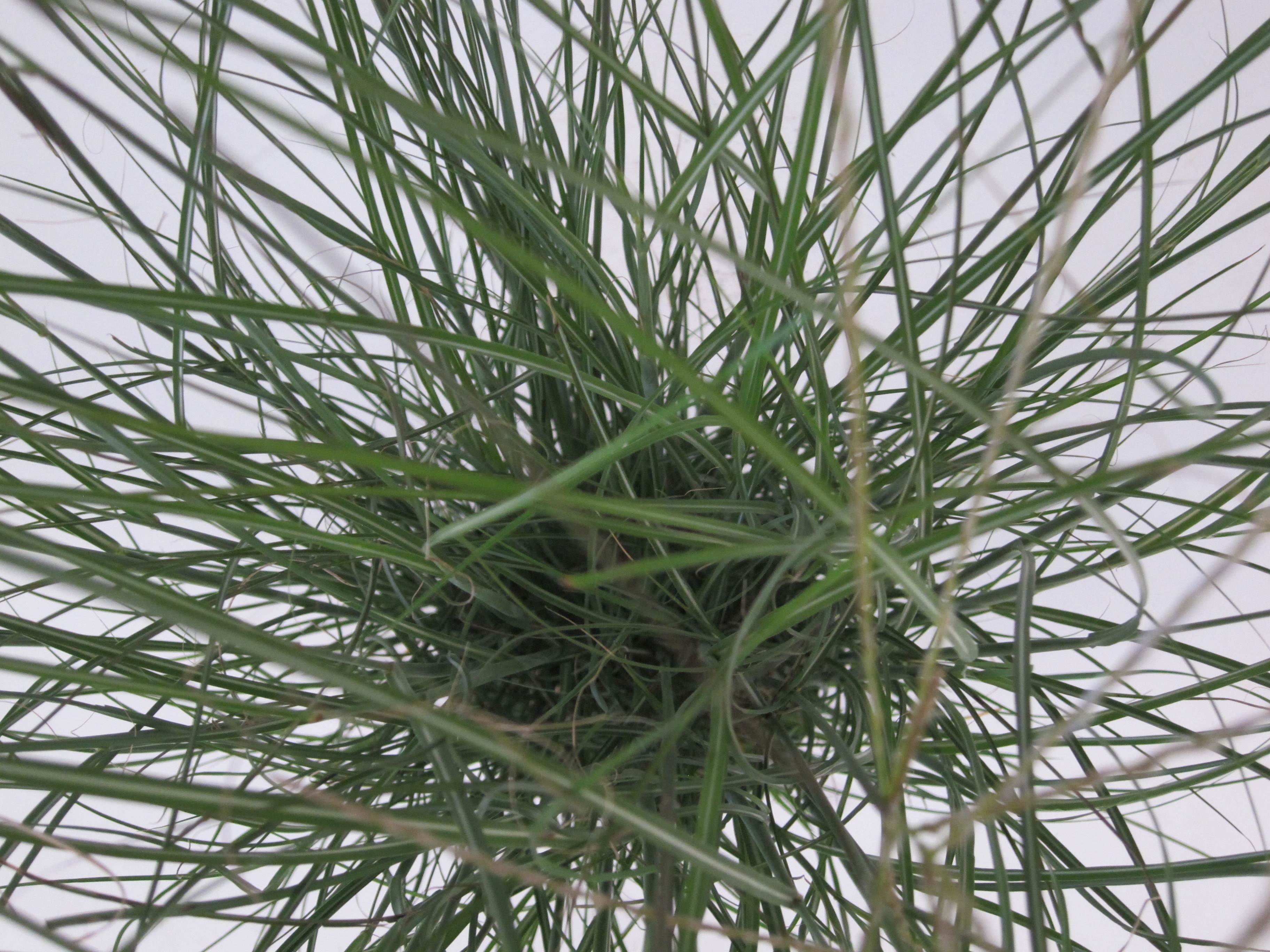 Miscanthus sinensis "Graciillimus" 2.5L R/C 20/30