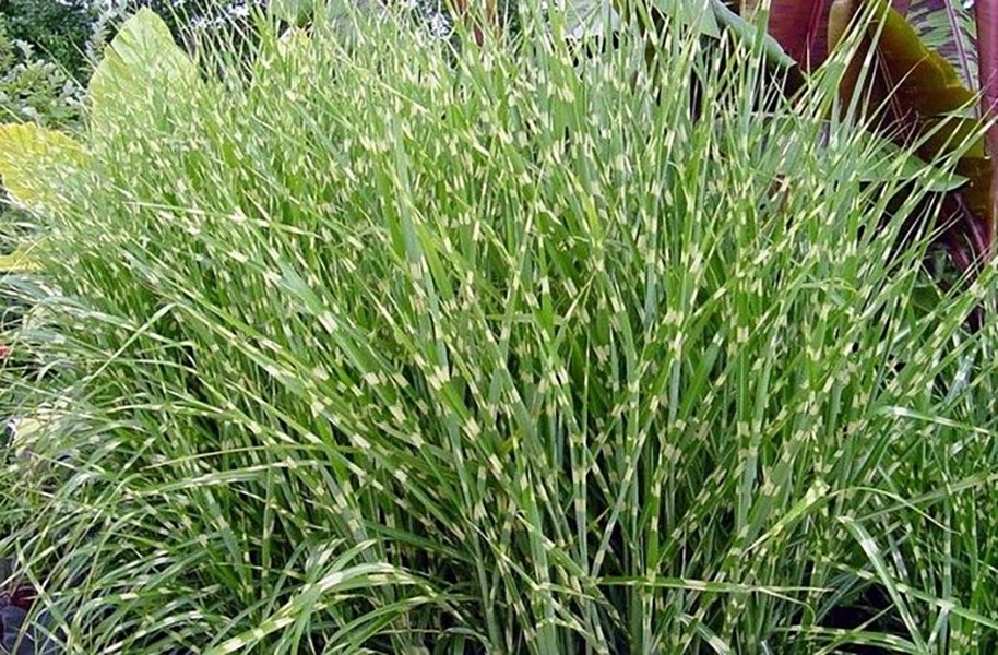 Miscanthus sinensis "Etincelle" 2.5L R/C 20/30