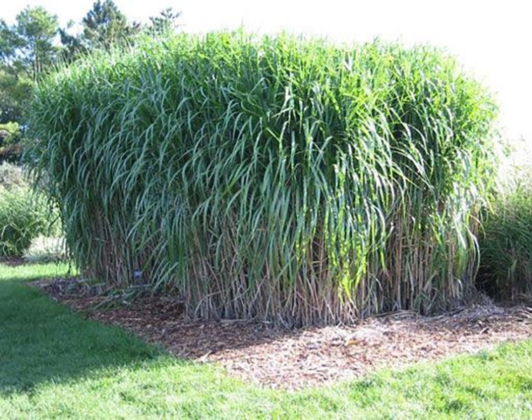 Miscanthus sinensis "Giganteus" 5L 30/40