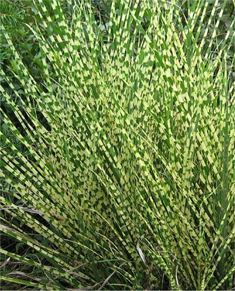 Miscanthus sinensis "Gold Bar" 5L