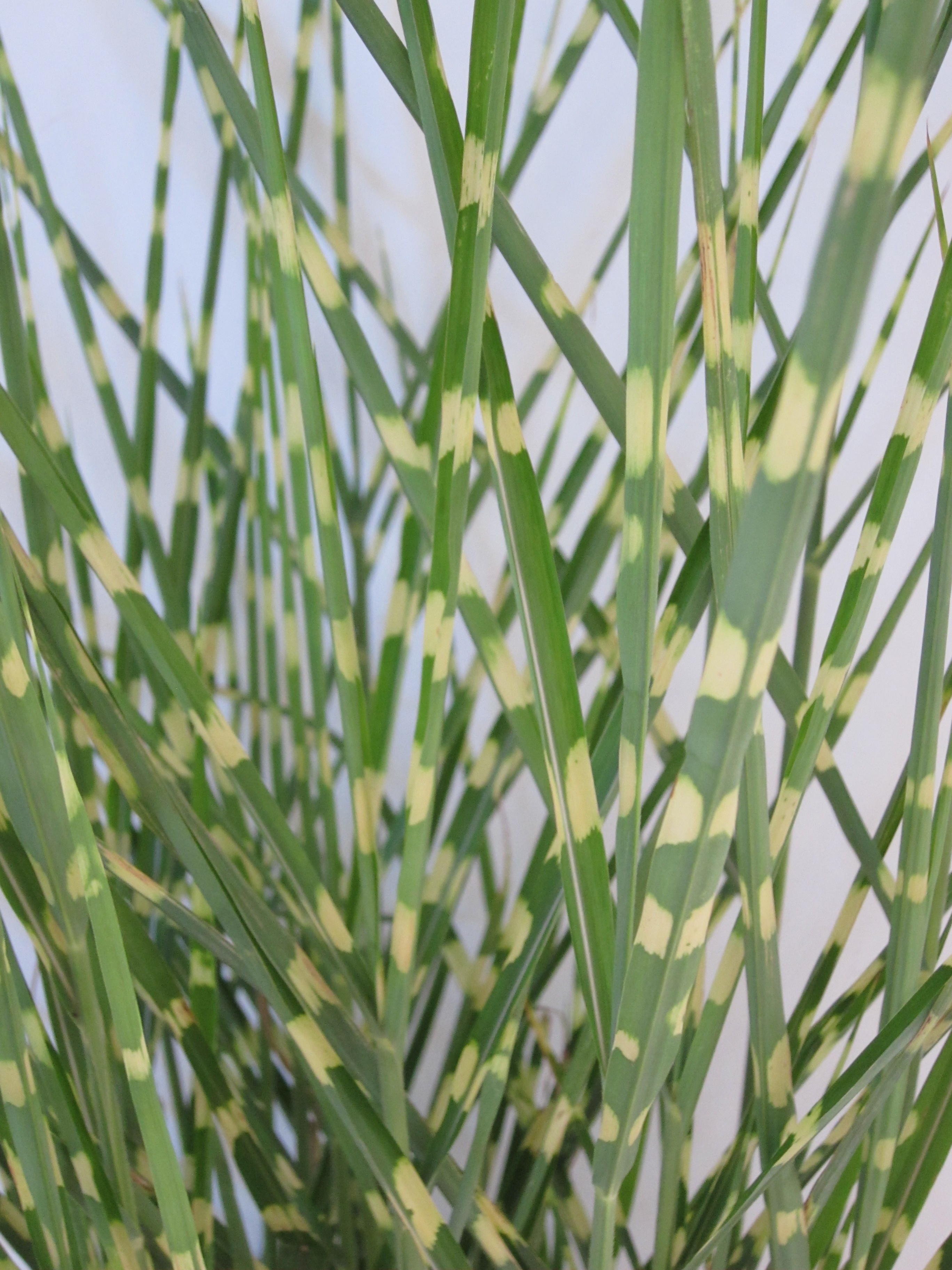 Miscanthus sinensis "Strictus" 2.5L R/C 20/30
