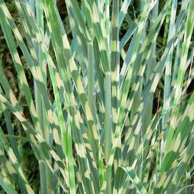 Miscanthus sinensis "Zebrinus" 2.5L 30/40
