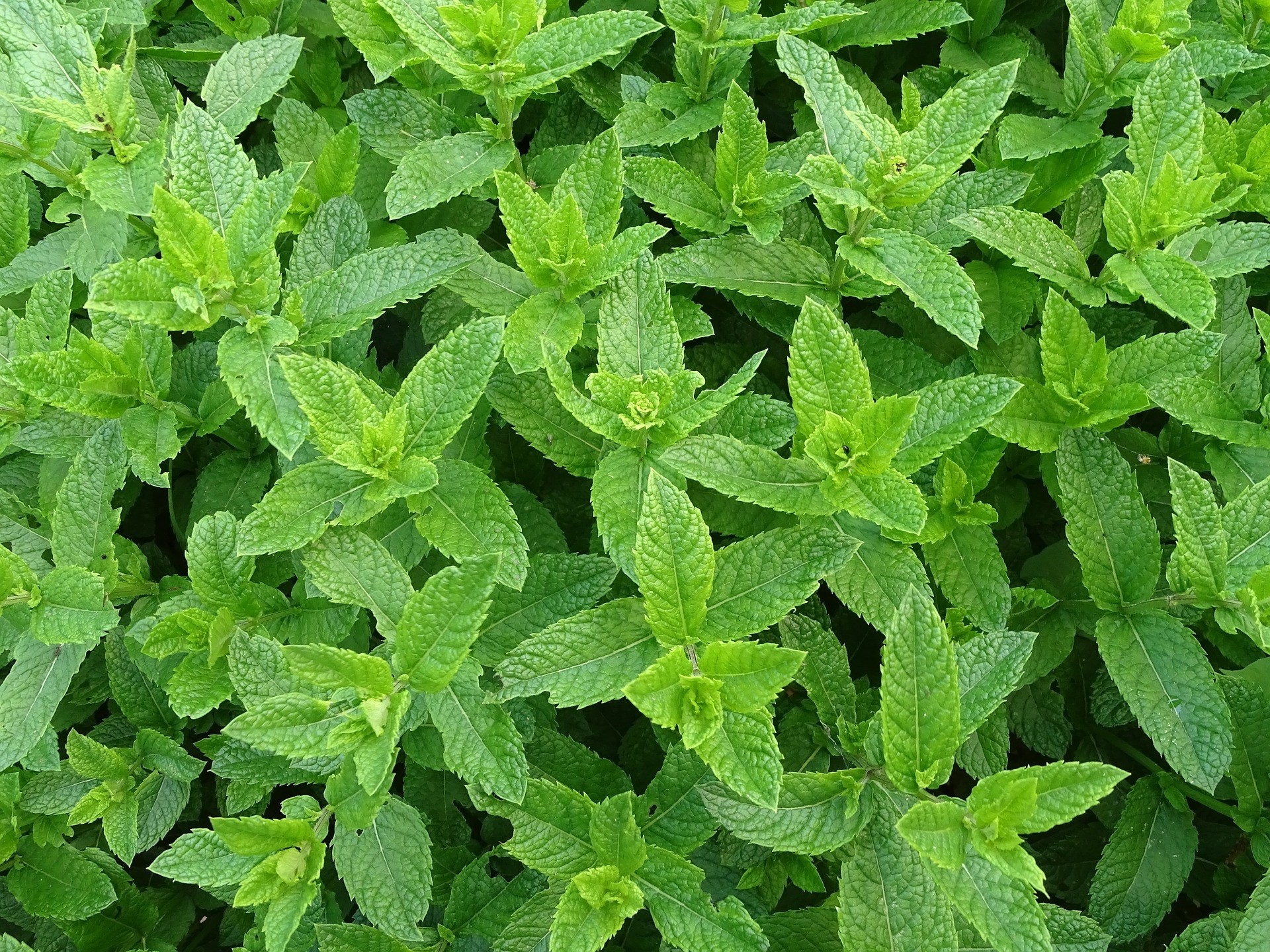 Mentha piperita M11 10/15