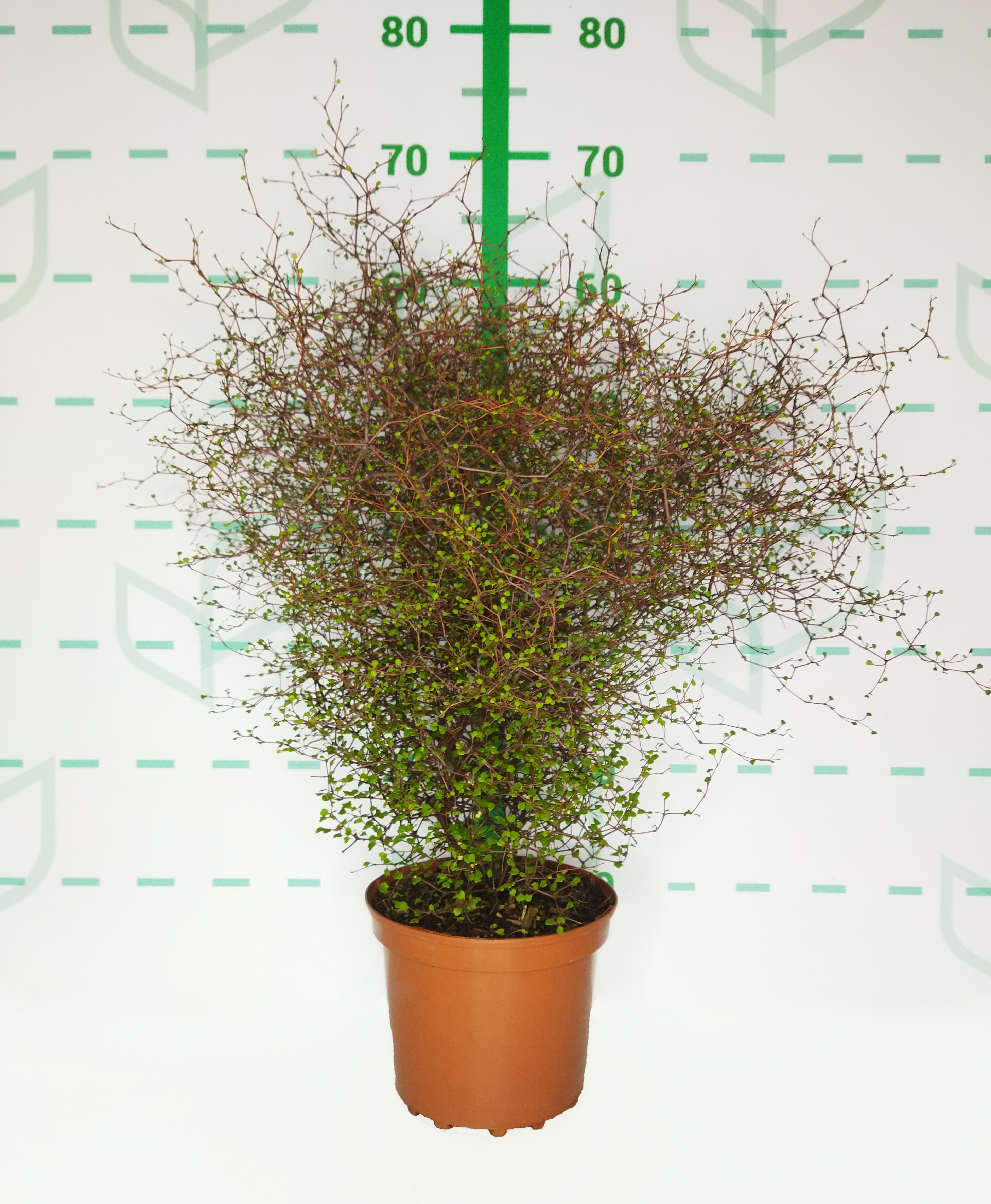 Muehlenbeckia complexa  3L 25/30