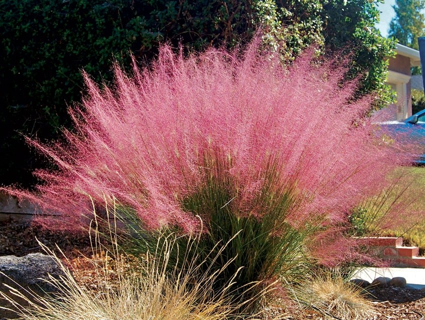 Muhlenbergia "Capillaris" 2.5L R/C 30/40