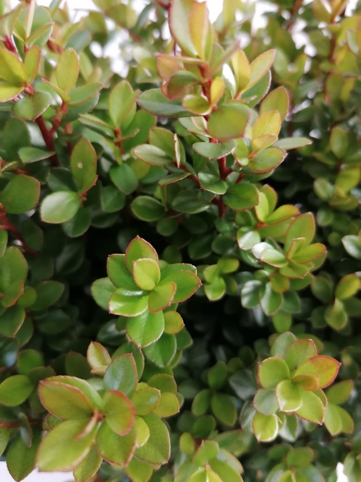 Myrsine africana 3L 20/30