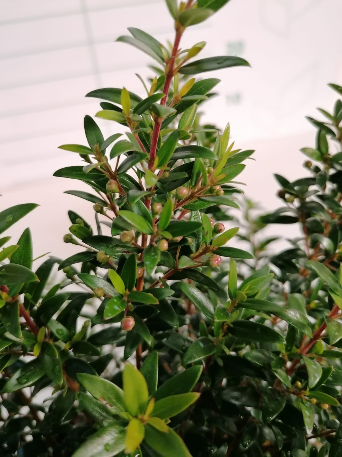 Myrtus communis 2L 20/25 "Tarentina"