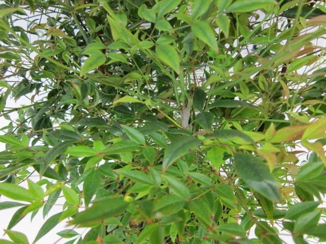 Nandina domestica 18L 70/90