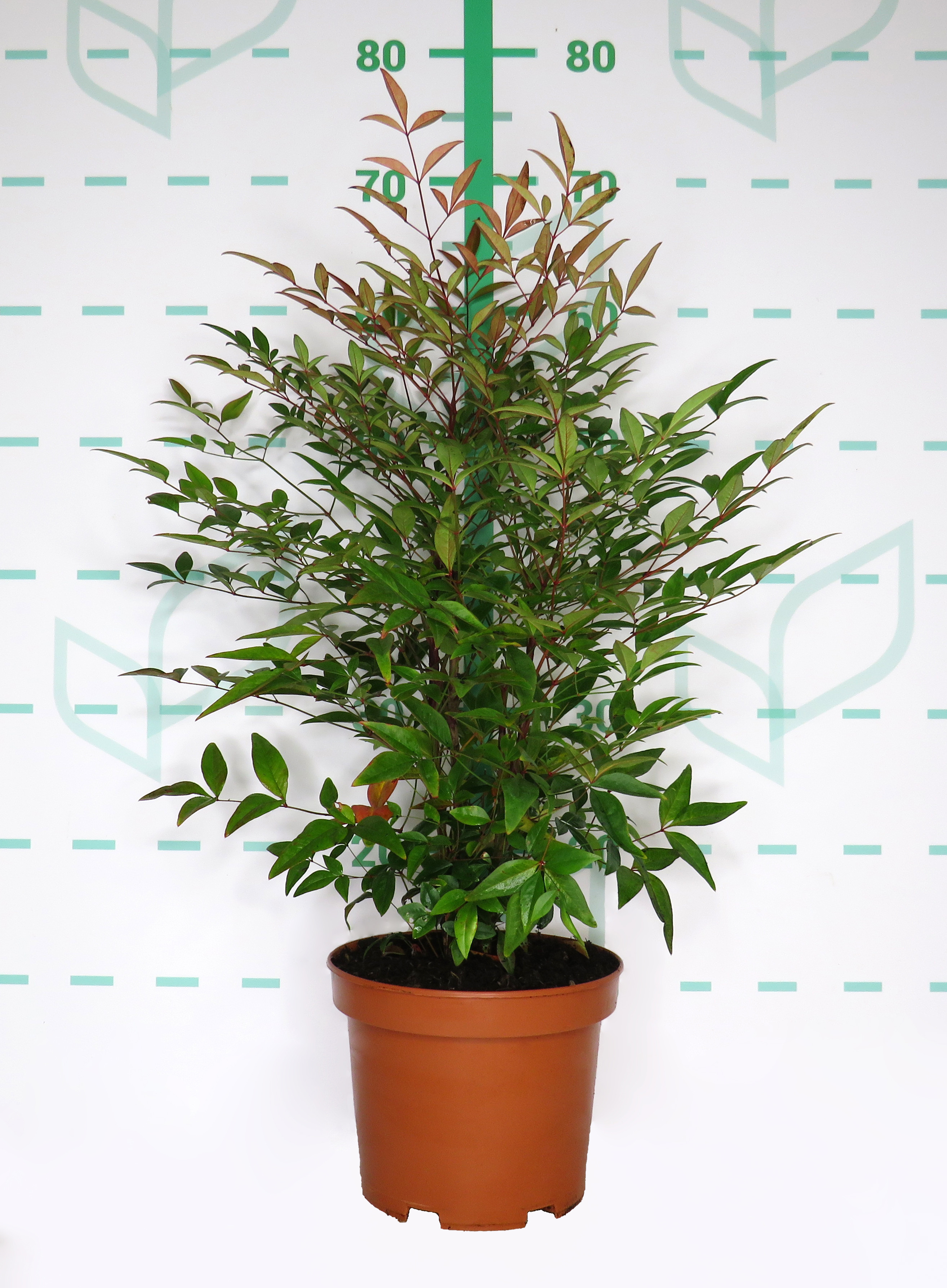 Nandina domestica 3L 25/30