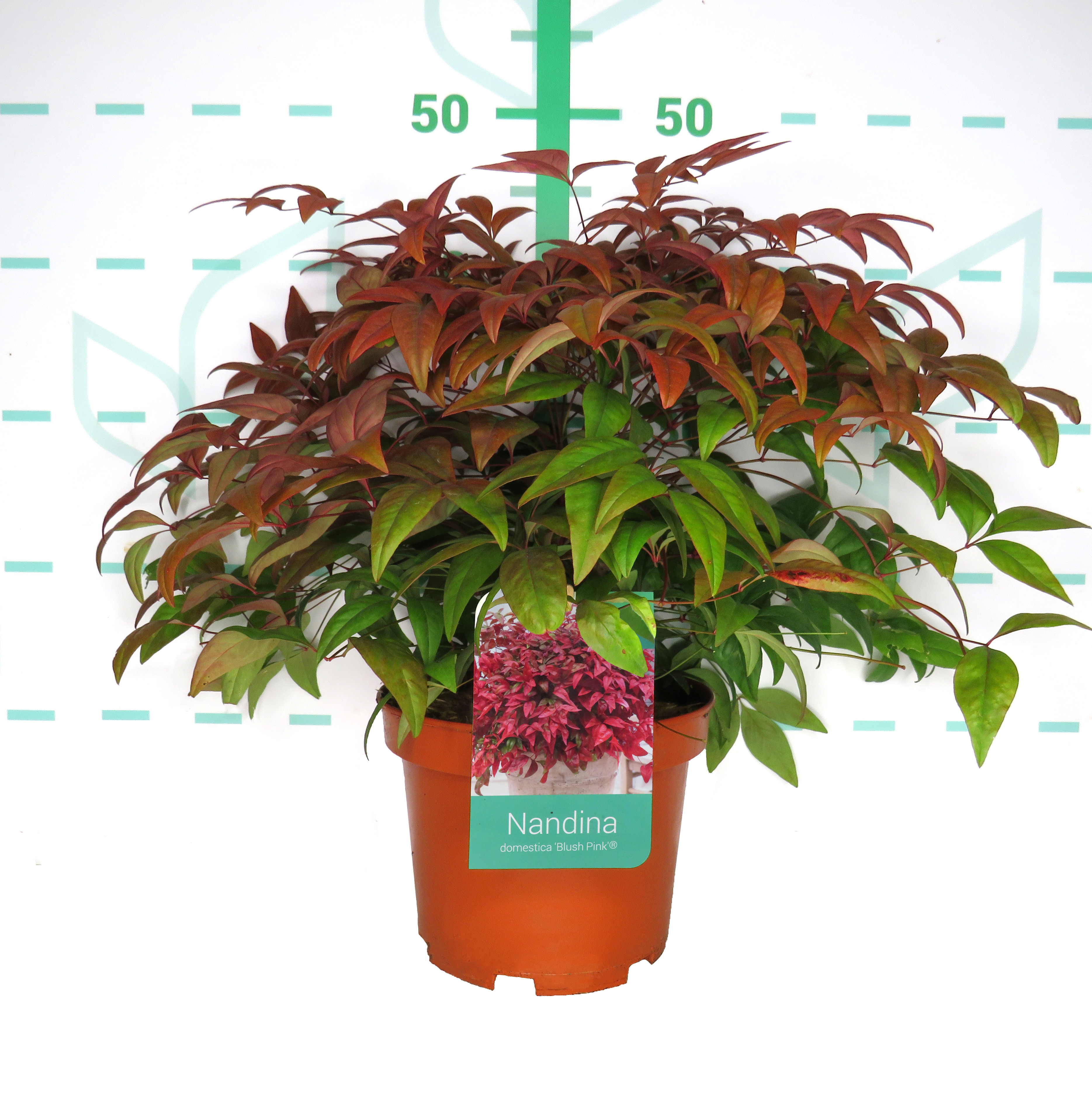 Nandina domestica "Blush Pink" 3L 20/30