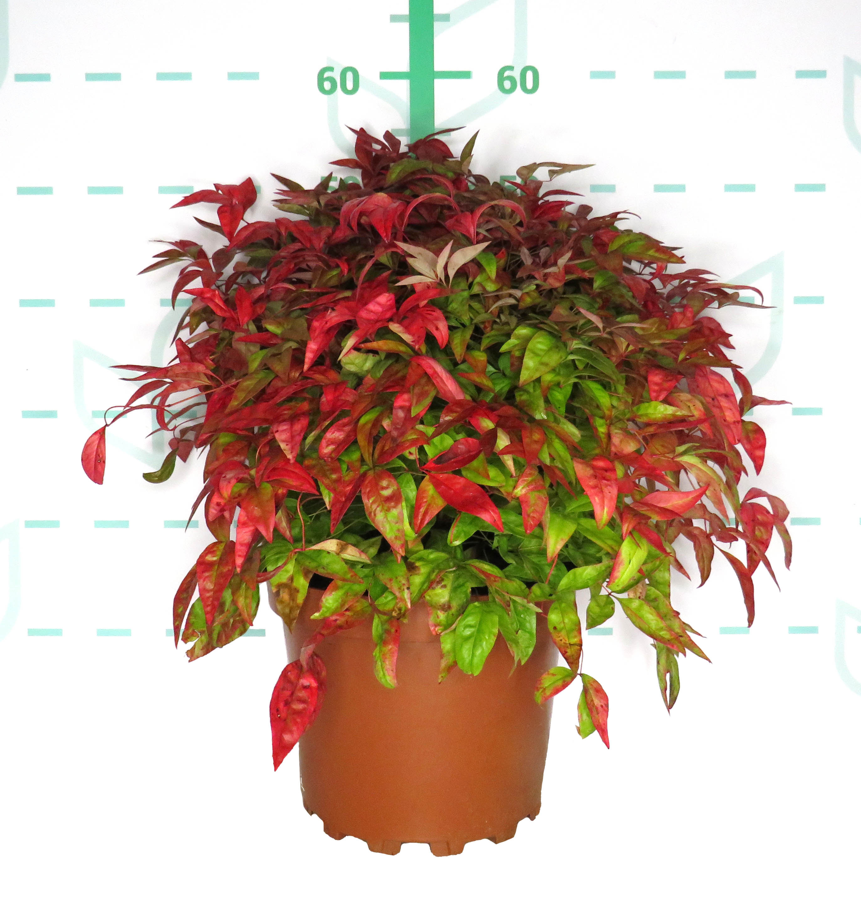 Nandina domestica "Blush Pink" ® 7.5L 30/35