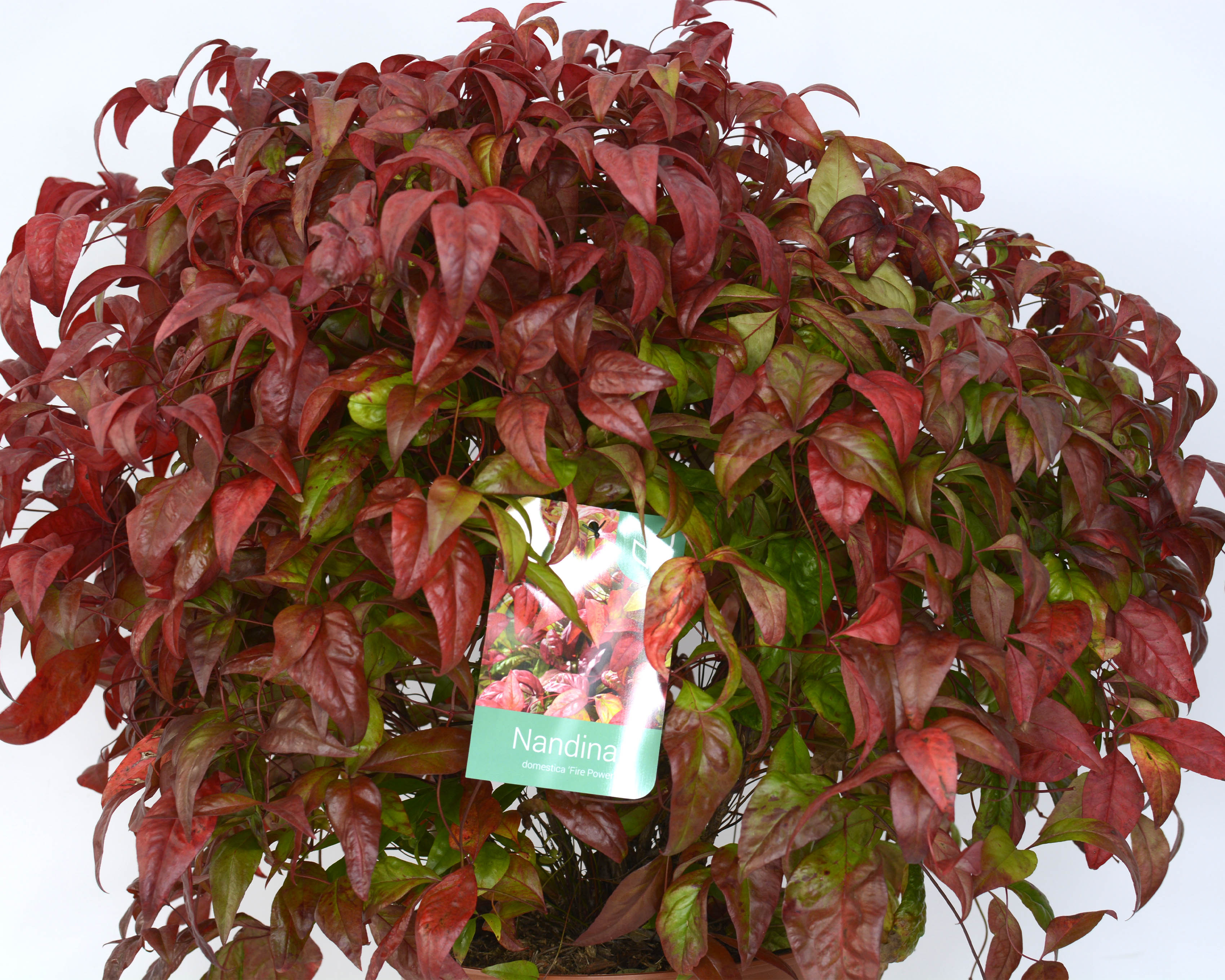 Nandina domestica "Fire Power" 7.5L 40/50