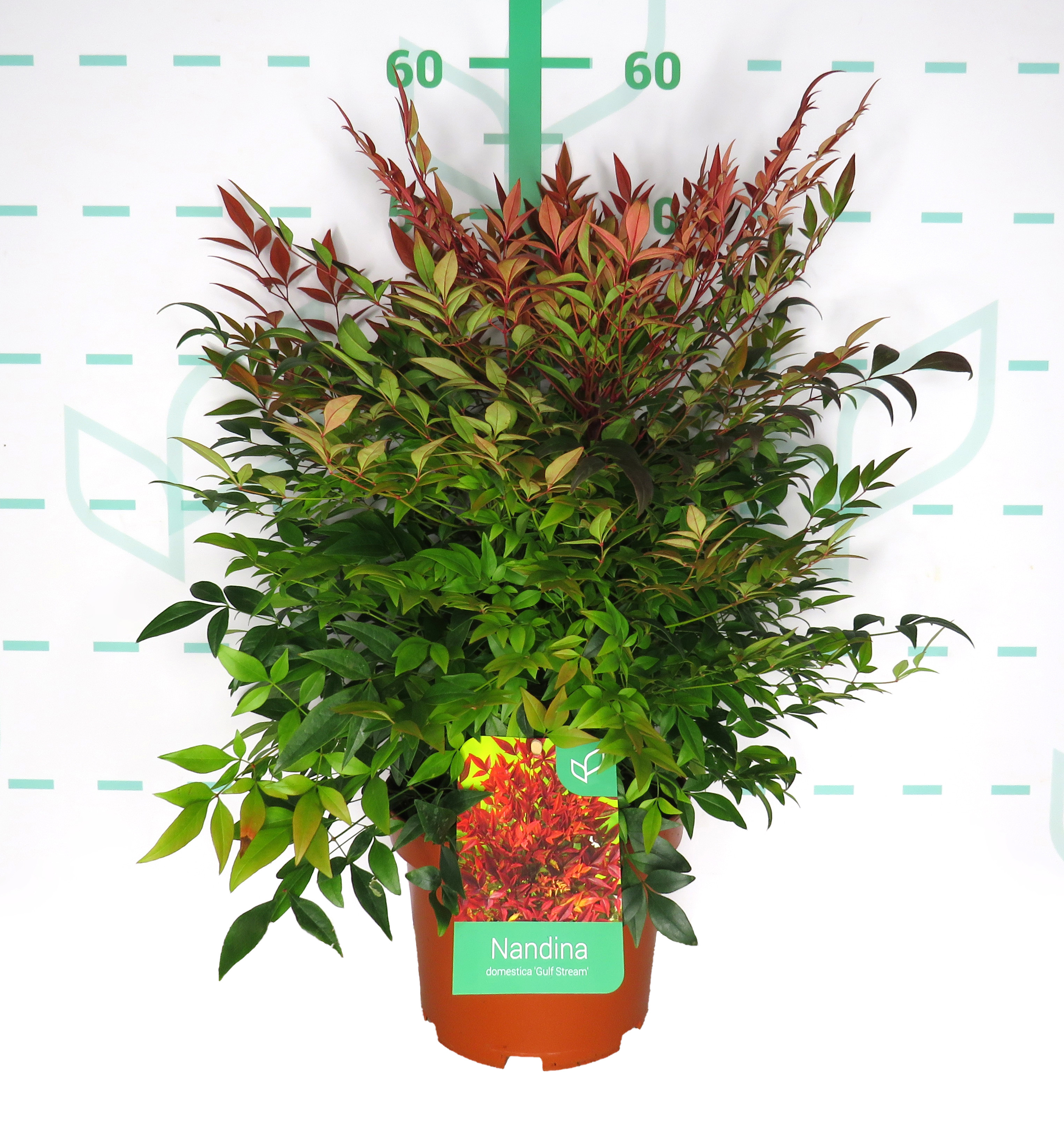 Nandina domestica "Gulf Stream" 3L 30/40