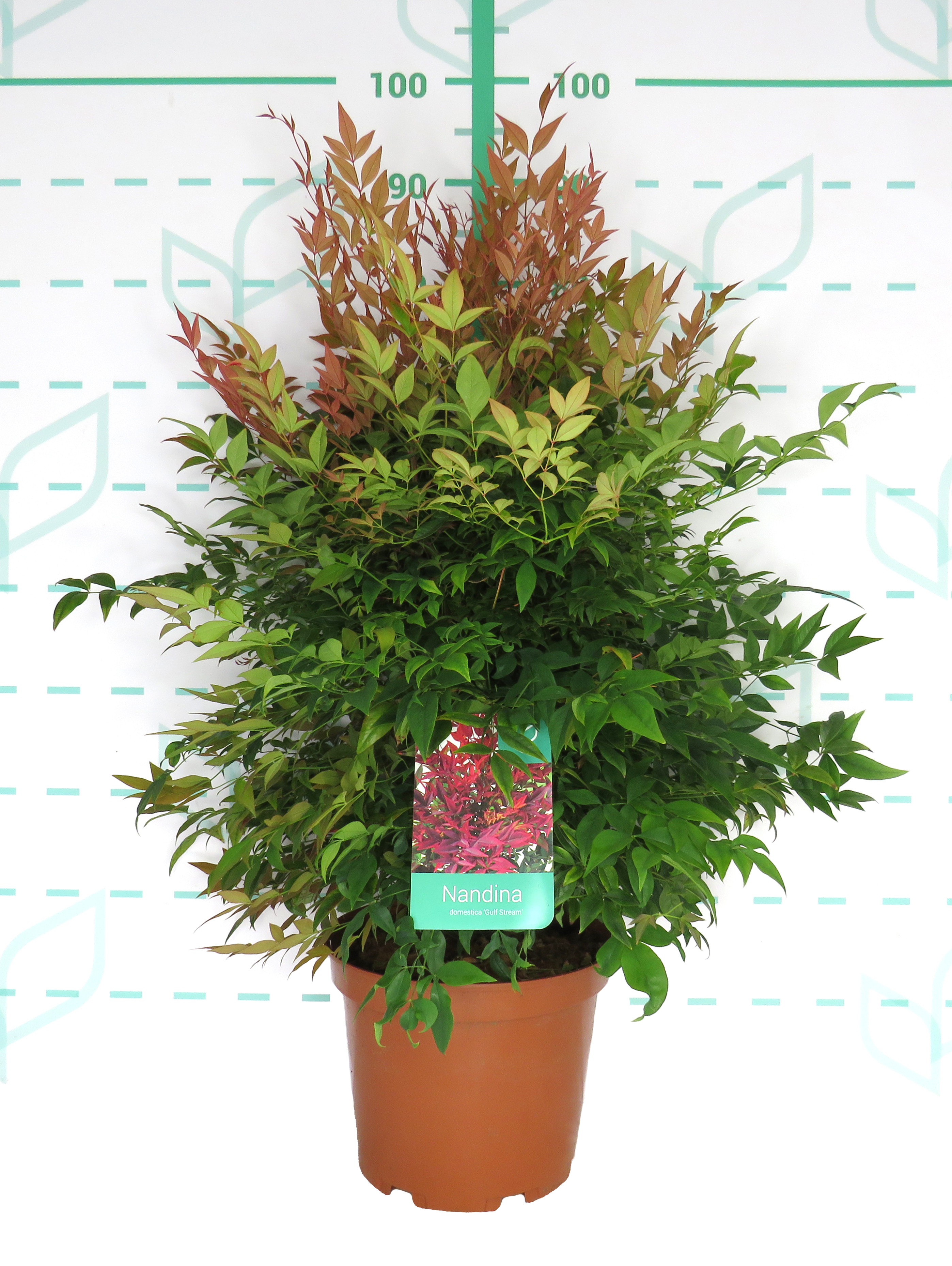 Nandina domestica "Gulf Stream" 7.5L 50/60