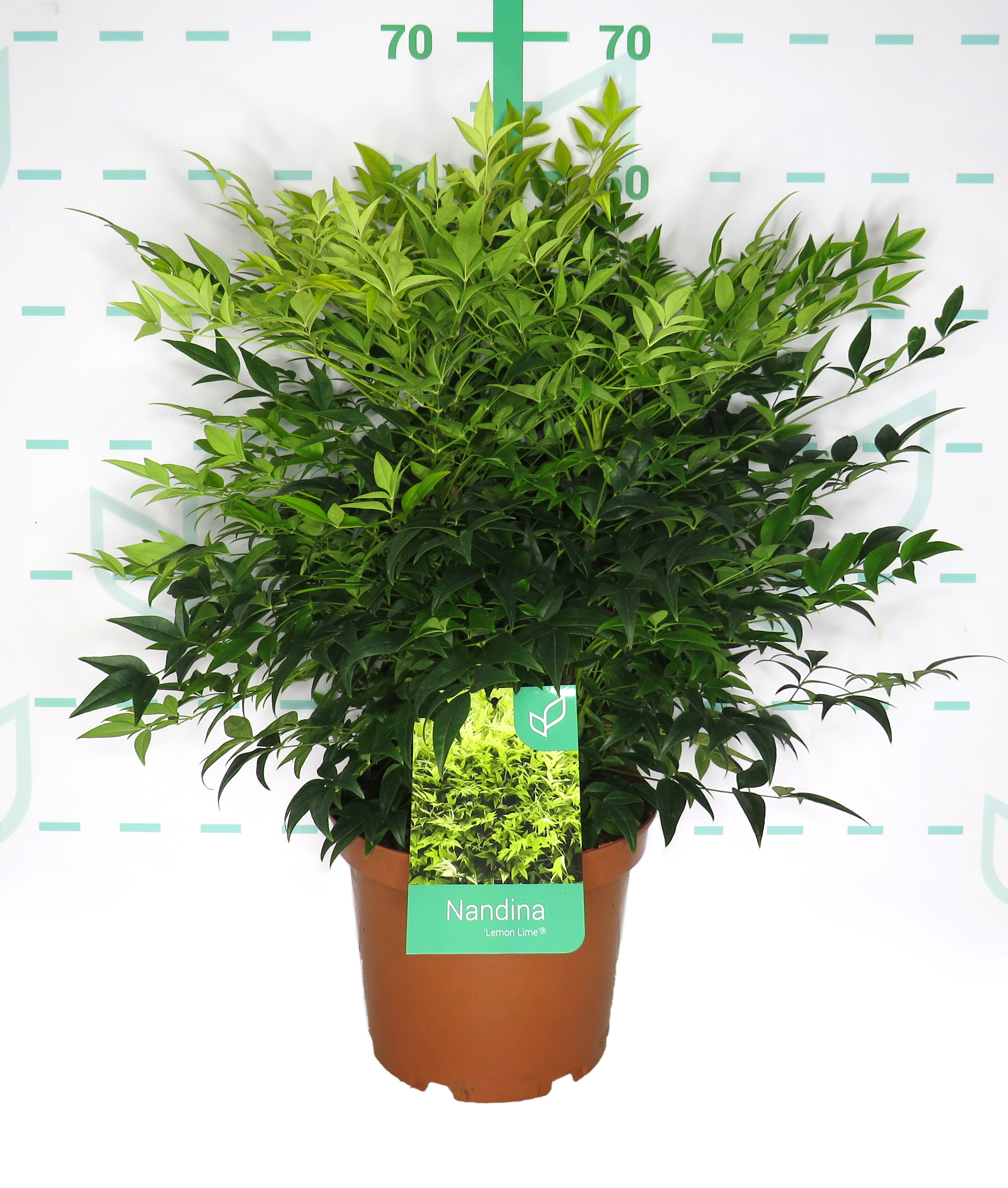 Nandina domestica "Magical Lemon & Lime" ® 5L 30/40