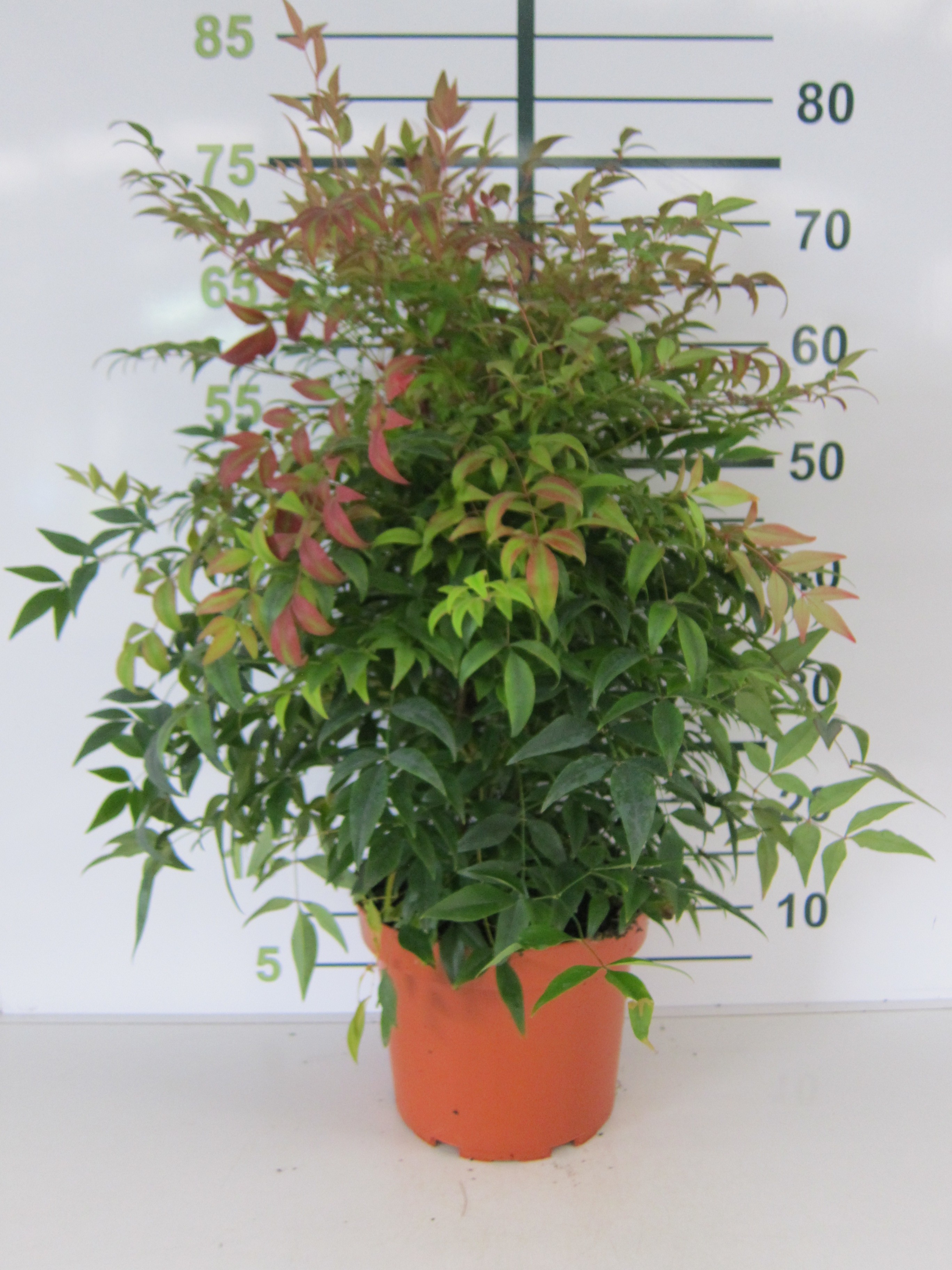 Nandina domestica "Sienna Sunrise" ® 4L