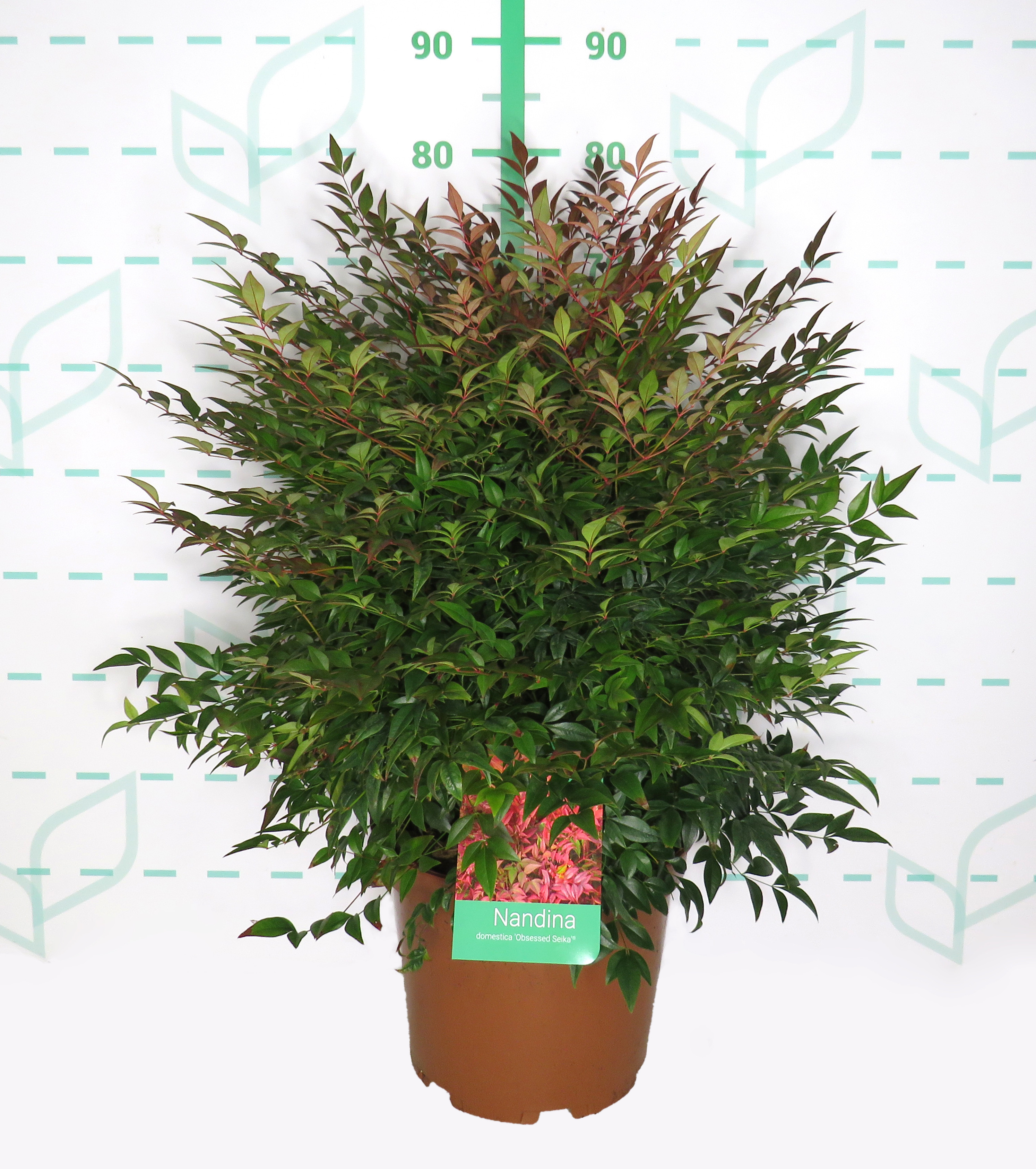 Nandina domestica "Obsessed Seika" ® 10L 60/70