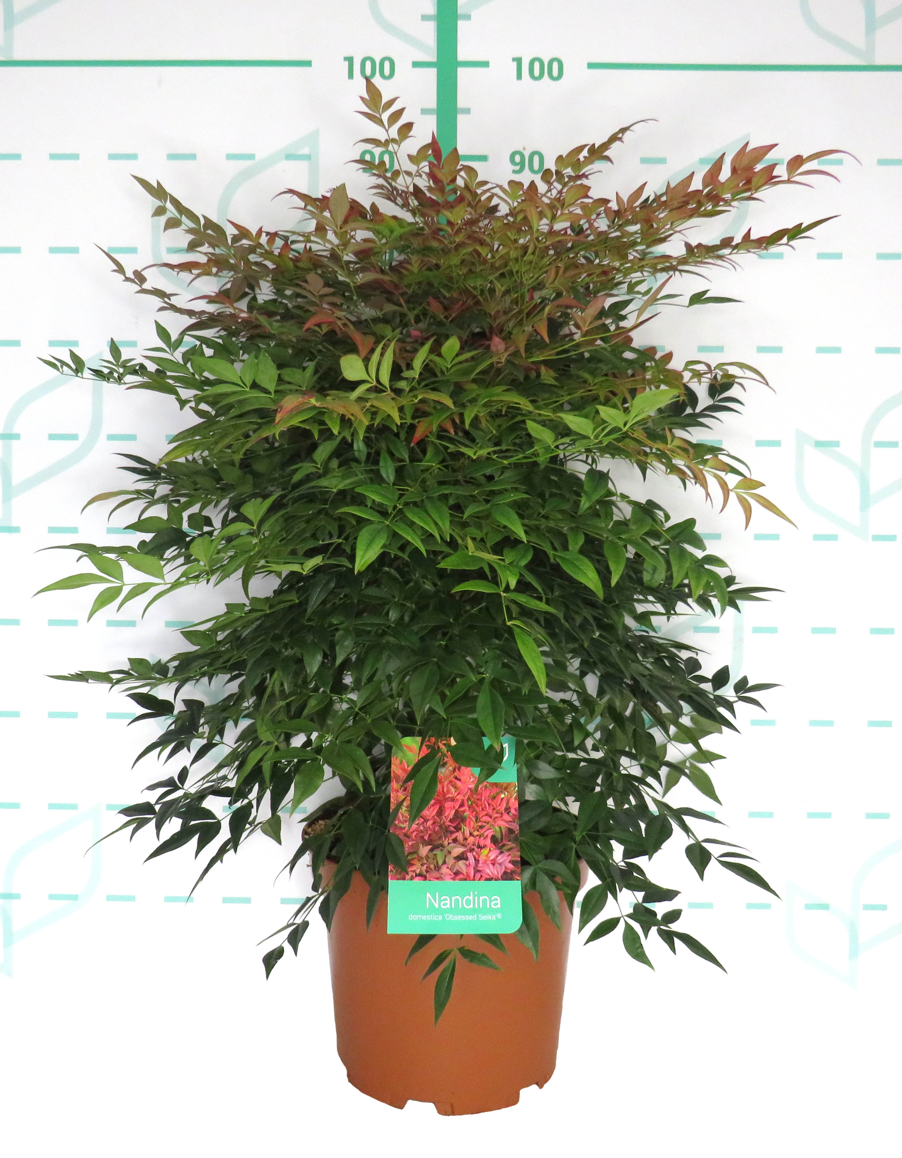 Nandina domestica "Obsessed Seika" ® 10L 40/50