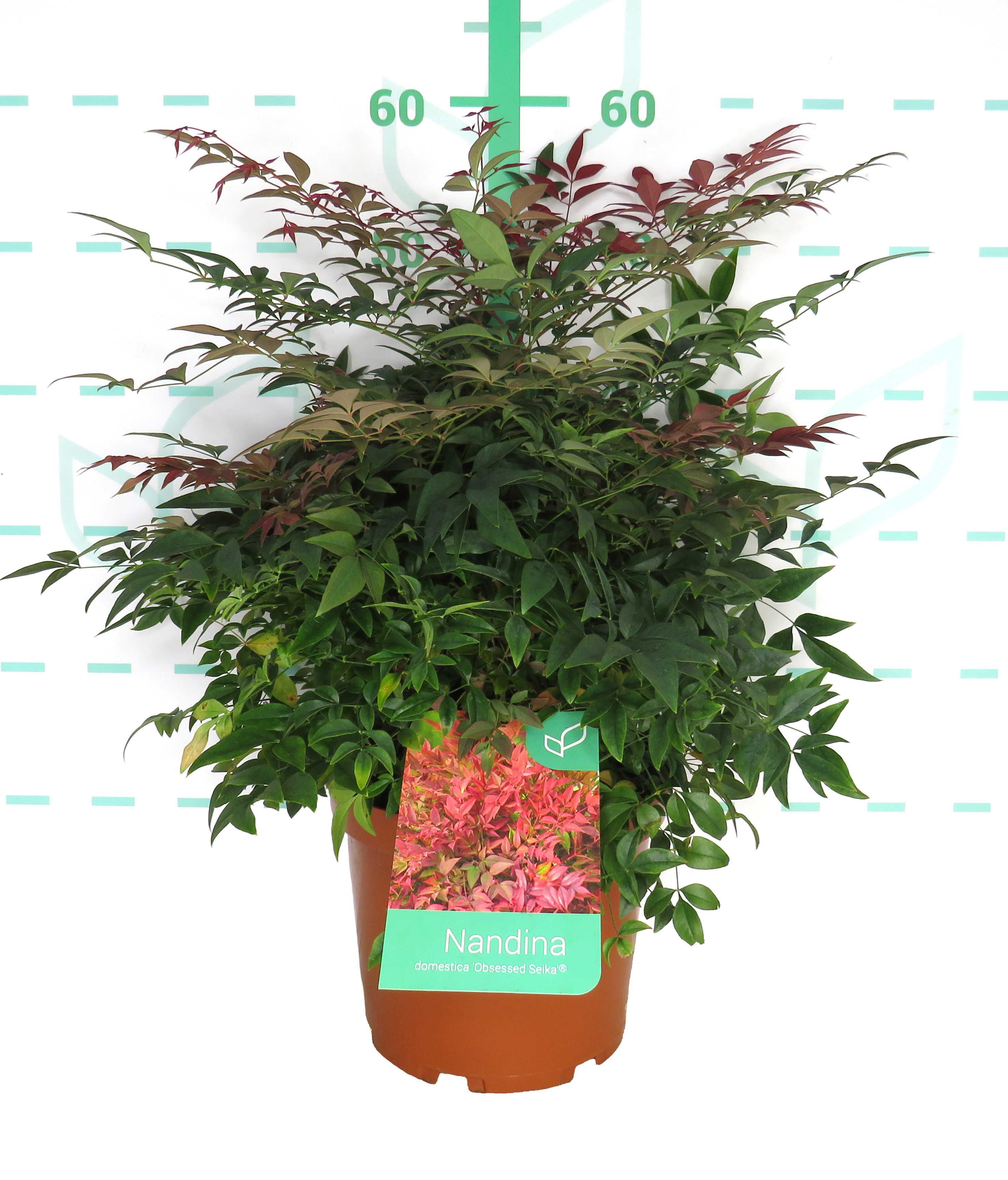 Nandina domestica "Obsessed Seika" ® 5L 30/40