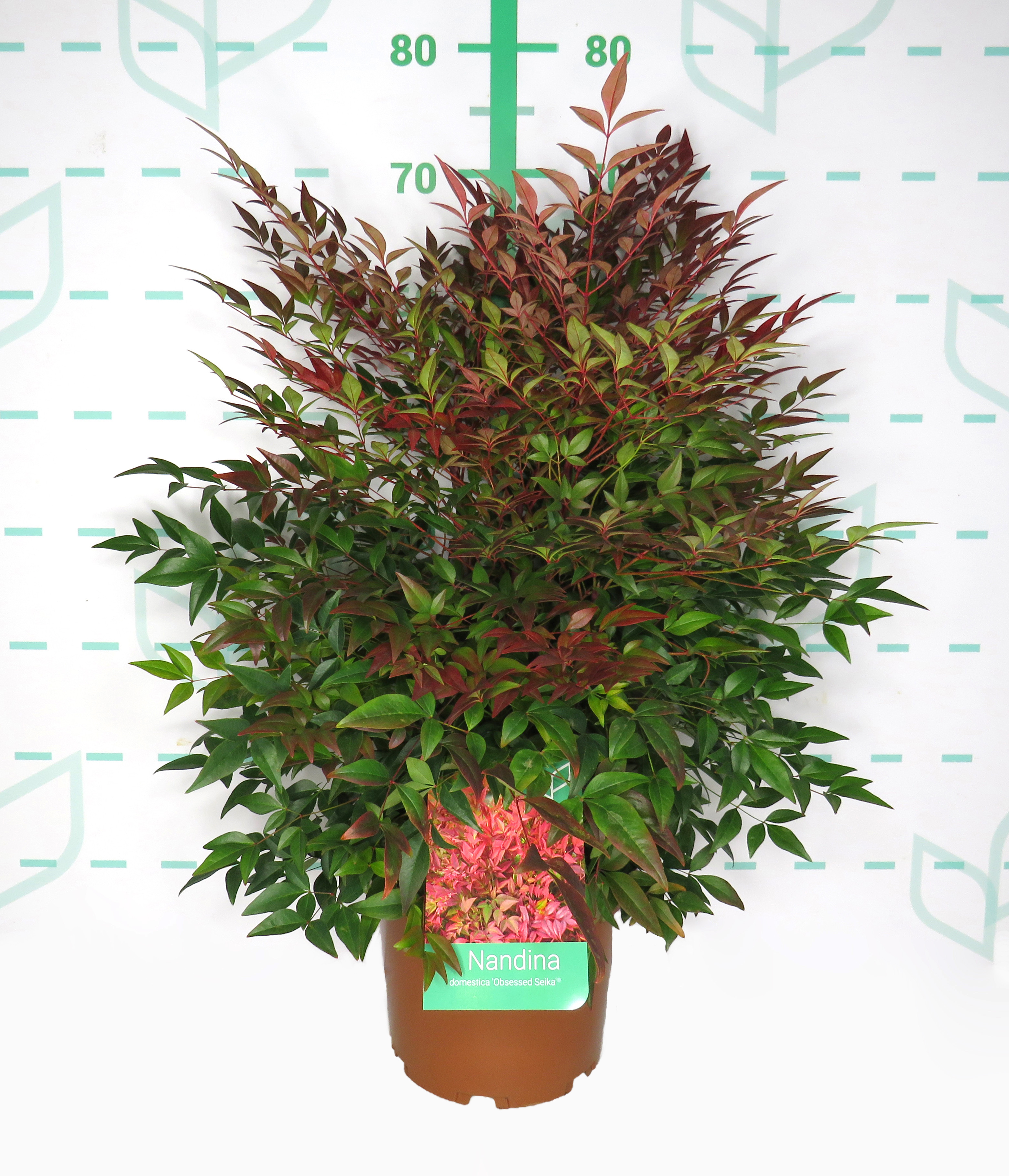 Nandina domestica "Obsessed Seika" ® 5L 40/50