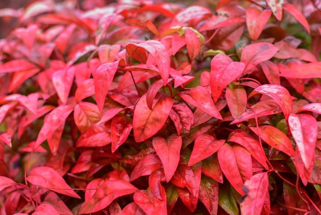 Nandina domestica "Fire Power" 3L 20/30