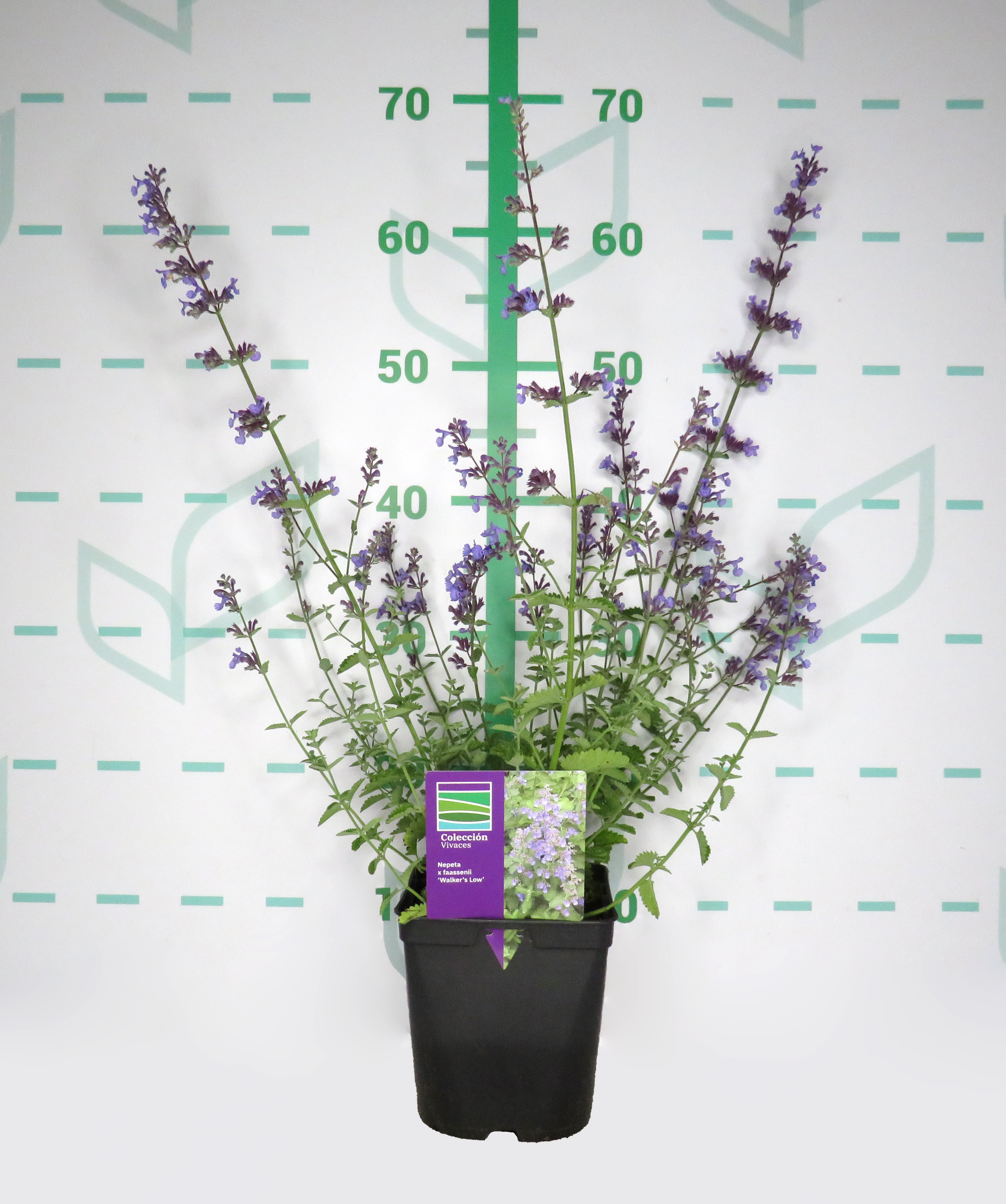 Nepeta faassenii "Walker's Low" 2L R/C 20/30